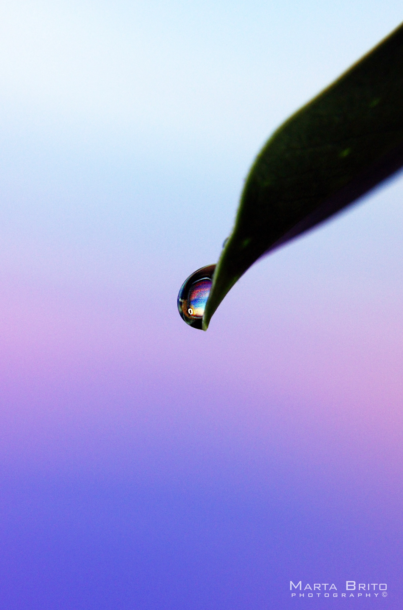 Canon EOS 7D Mark II + Sigma 18-200mm f/3.5-6.3 DC OS HSM [II] sample photo. A drop of tears photography