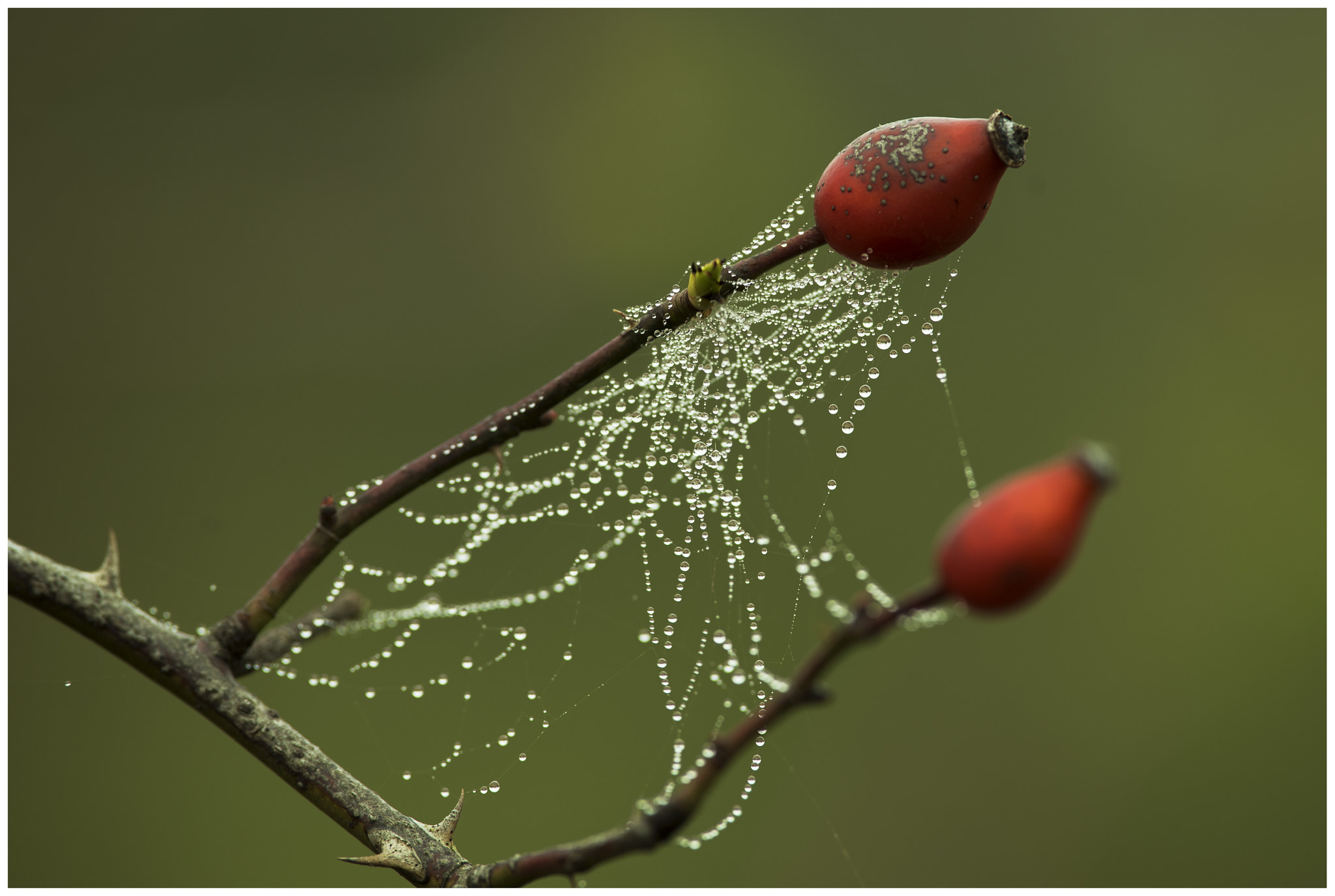 Nikon D750 sample photo. è arrivato l autunno photography