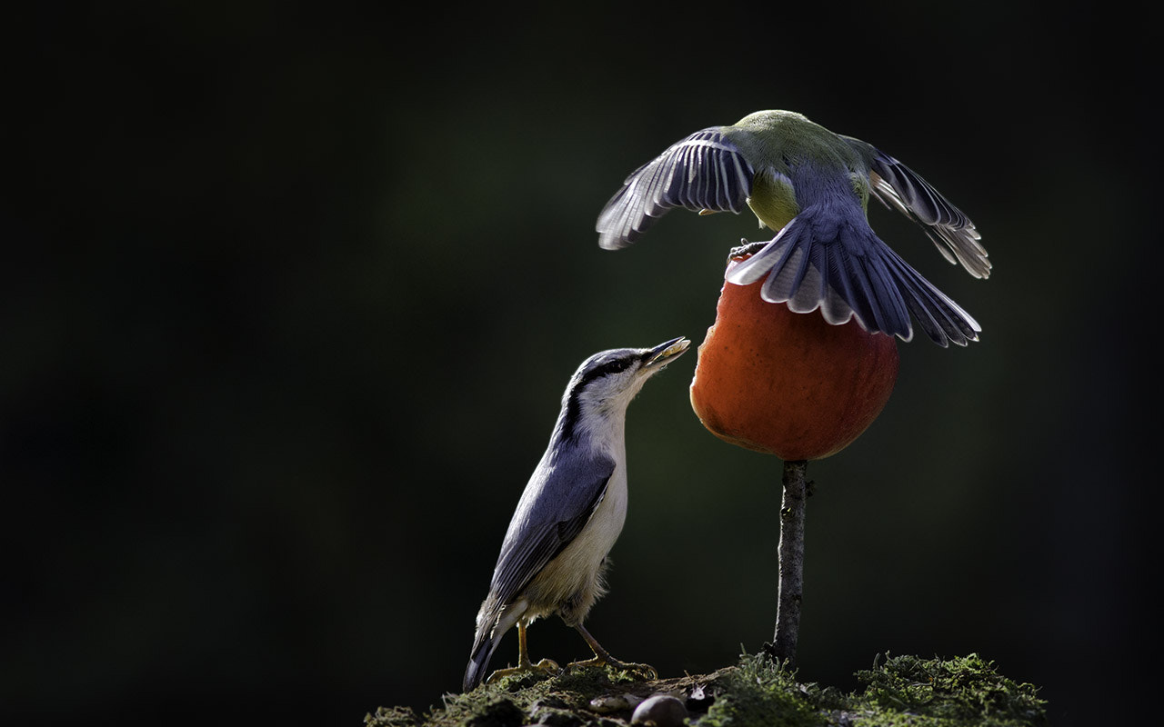 Canon EOS 7D + Canon EF 300mm F4L IS USM sample photo. Моёёёёёёёё...... photography
