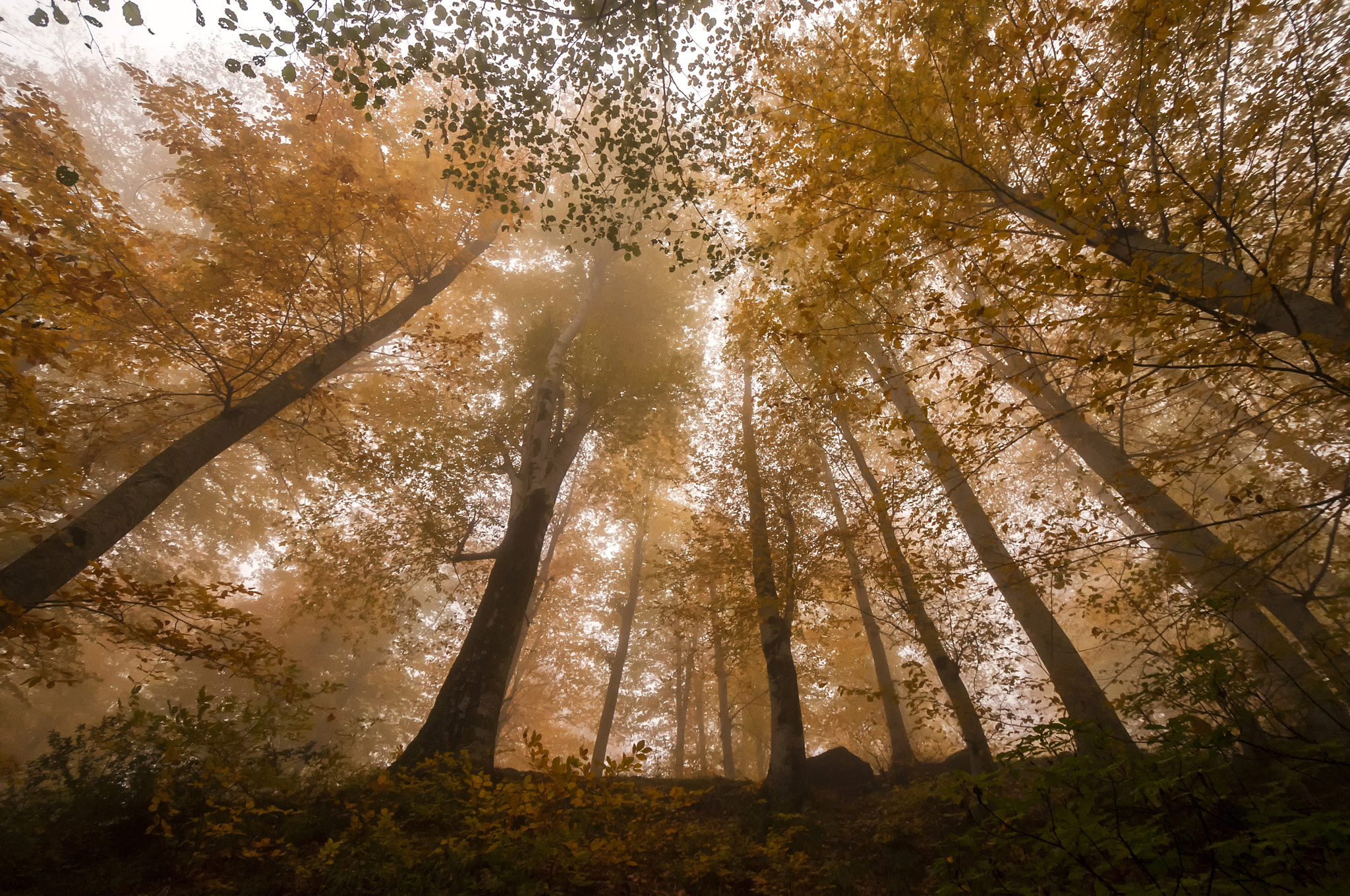 Nikon D300 sample photo. Autumn photography