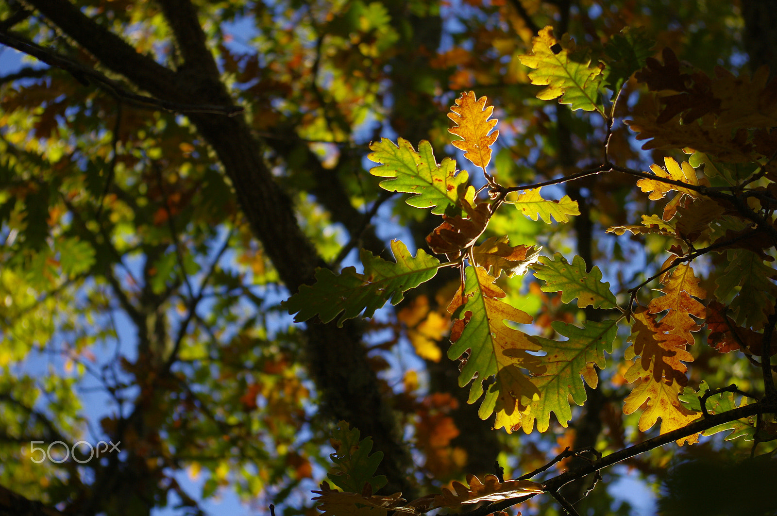 Pentax K-7 + Pentax smc DA 18-55mm F3.5-5.6 AL sample photo. Otoño sierra de francia-2 photography