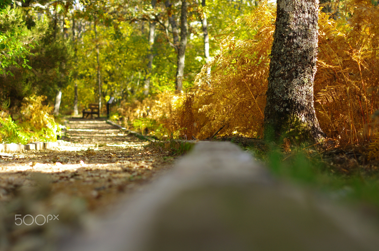 Pentax K-7 + Pentax smc DA 50mm F1.8 sample photo. Otoño sierra de francia-1 photography