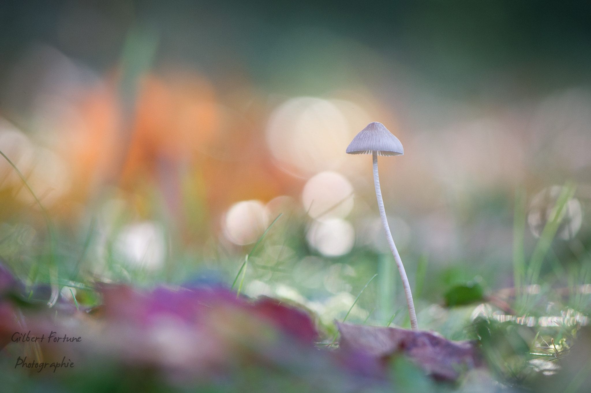 Nikon D3S sample photo. Mushroom atmosphere photography