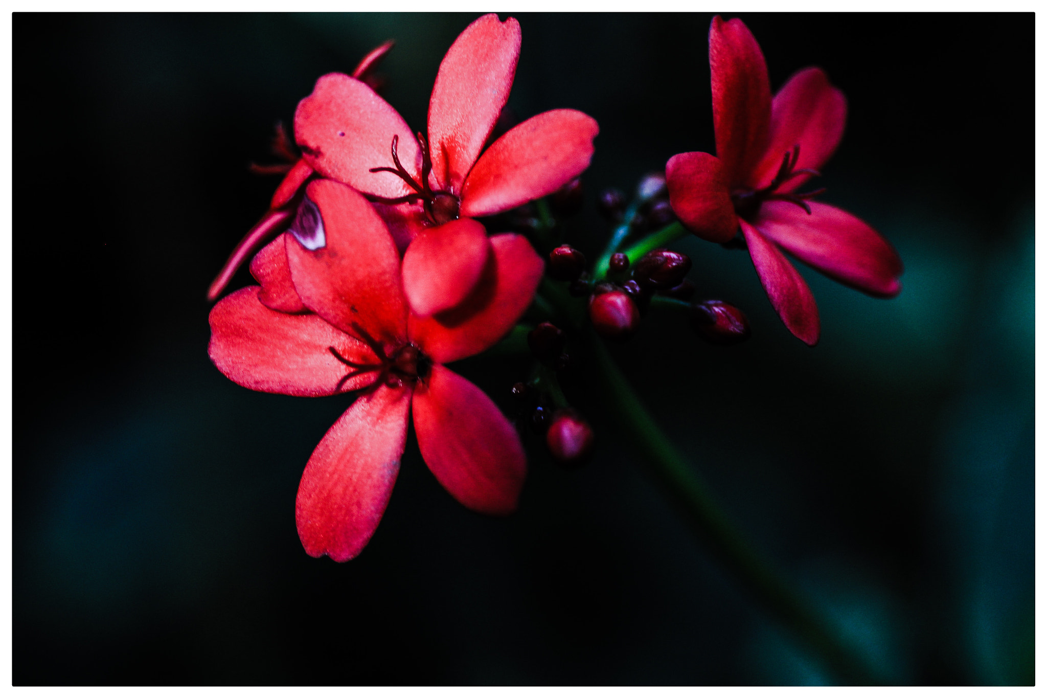 Canon EF 24-70mm F4L IS USM sample photo