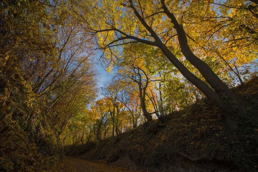 Sigma 12-24mm F4.5-5.6 II DG HSM sample photo. Hollow path photography