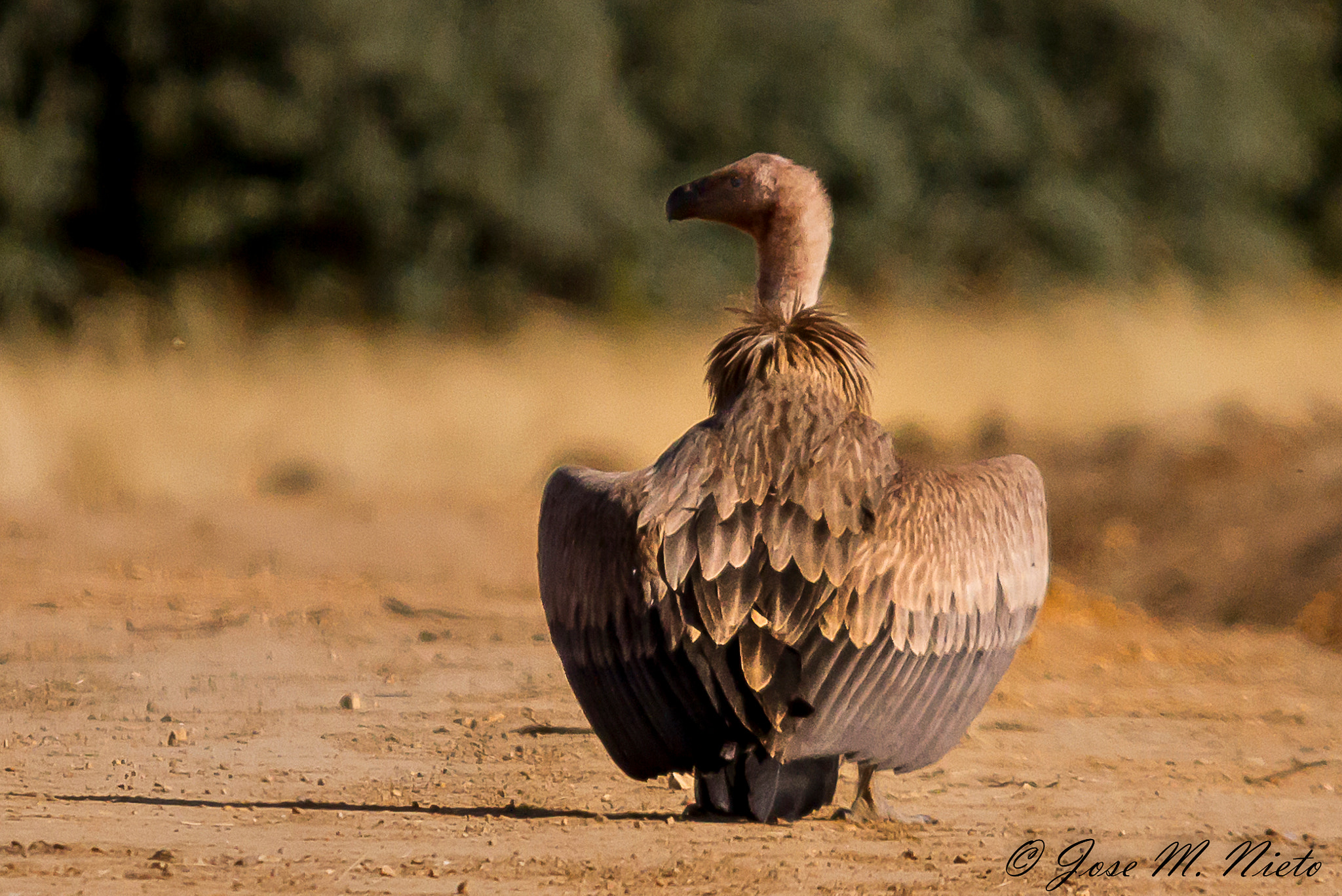 Sigma 150-500mm F5-6.3 DG OS HSM sample photo. Griffon - vulture photography