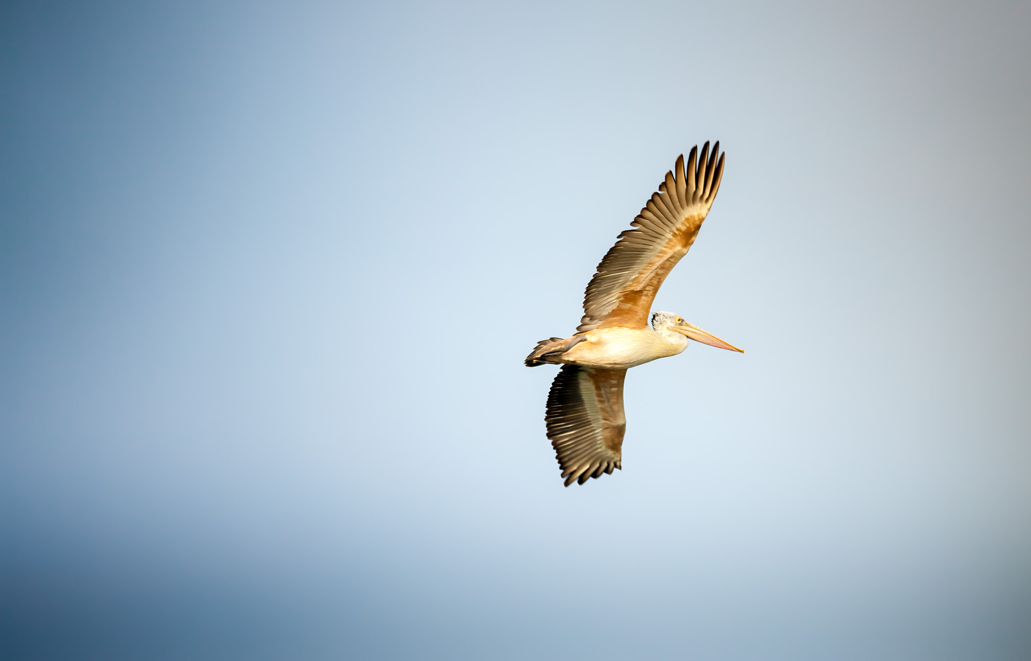 150-600mm F5-6.3 DG OS HSM | Contemporary 015 sample photo. Chennai photography