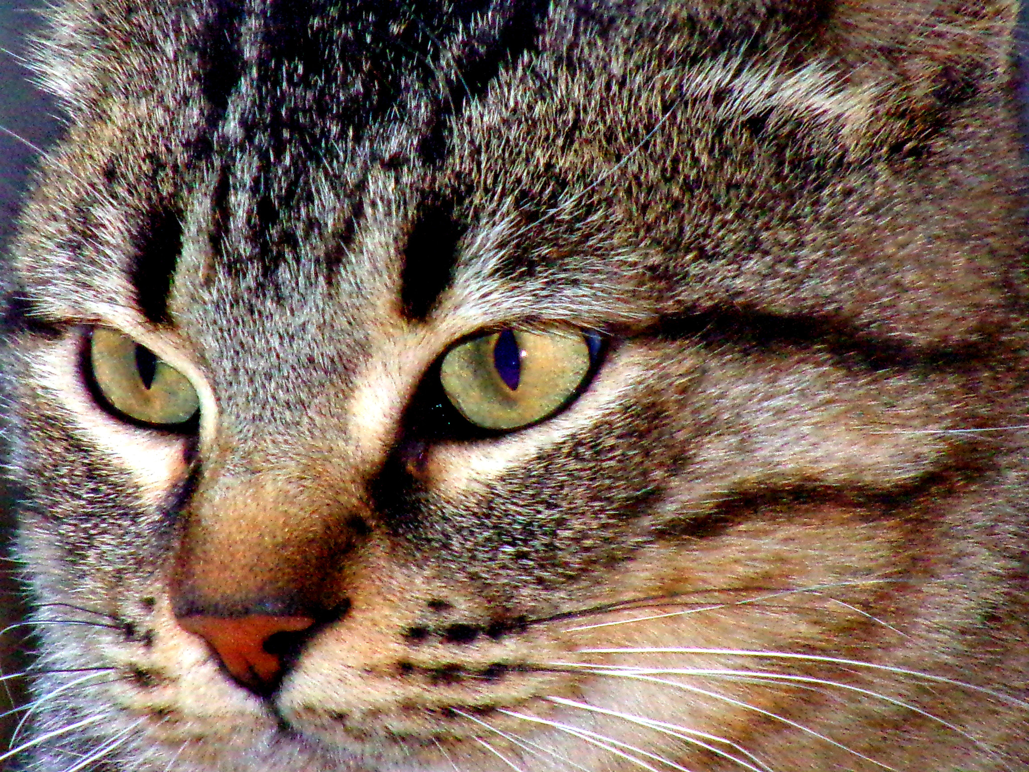 Kodak PIXPRO AZ251 sample photo. Animal photography