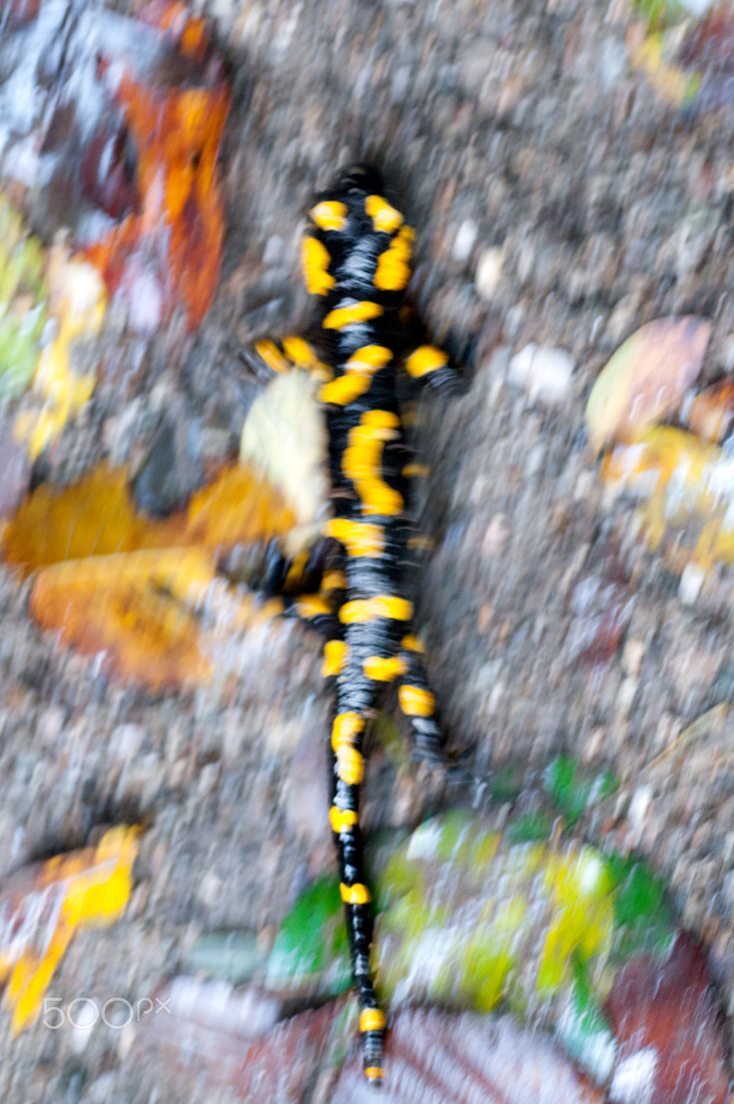 Nikon D300 sample photo. Running salamander photography