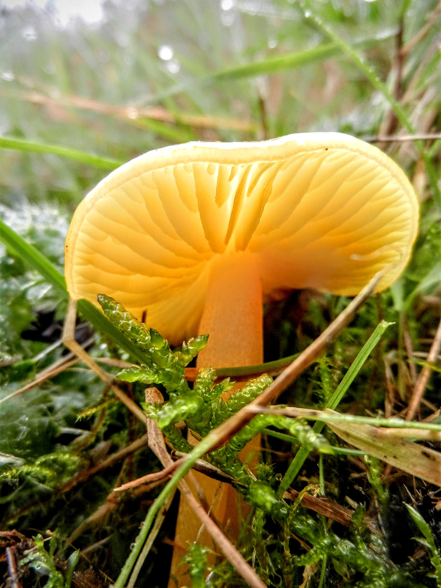 Nikon Coolpix S9100 sample photo. Mushroom photography