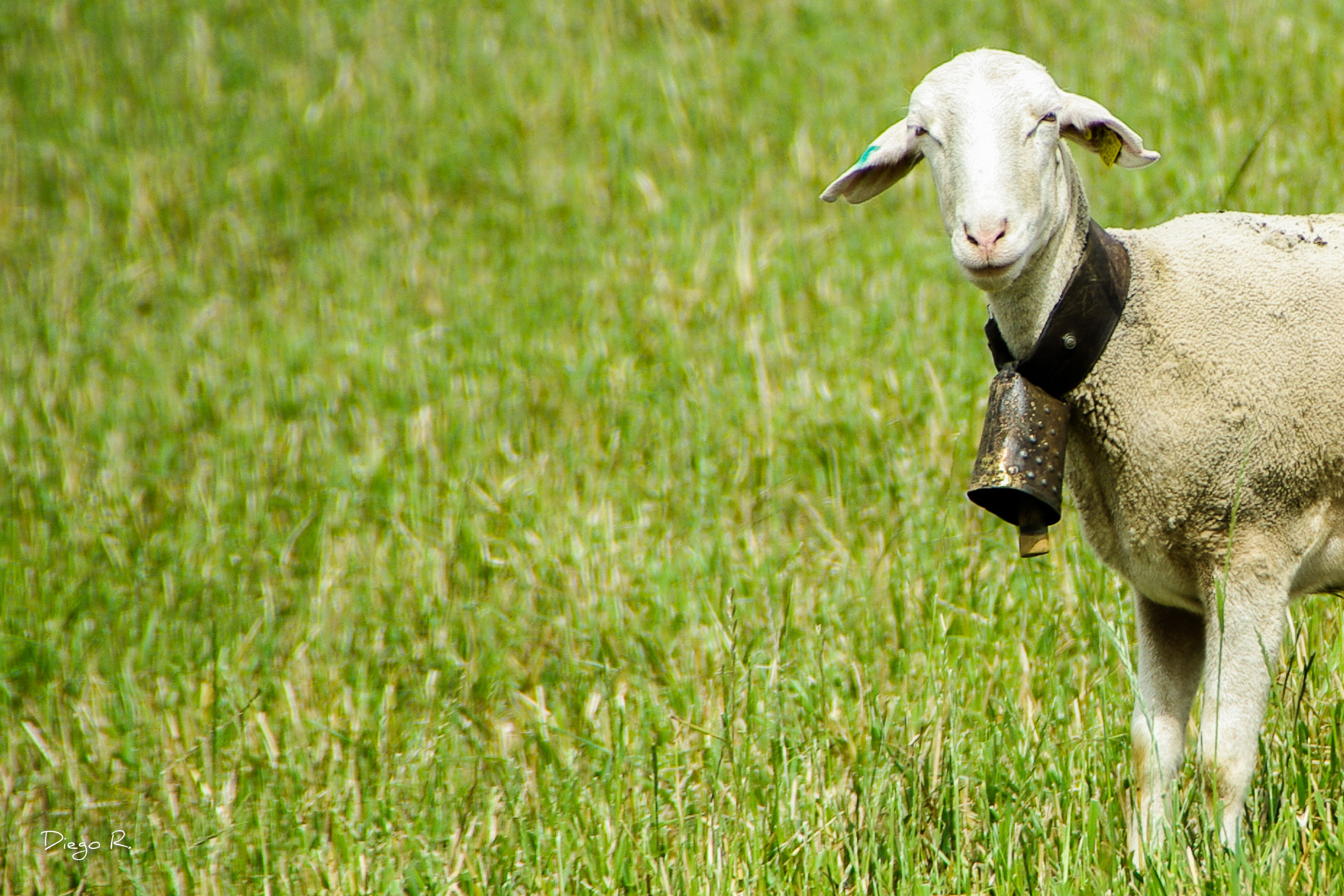 Pentax K200D sample photo. En la pradera de heidi photography