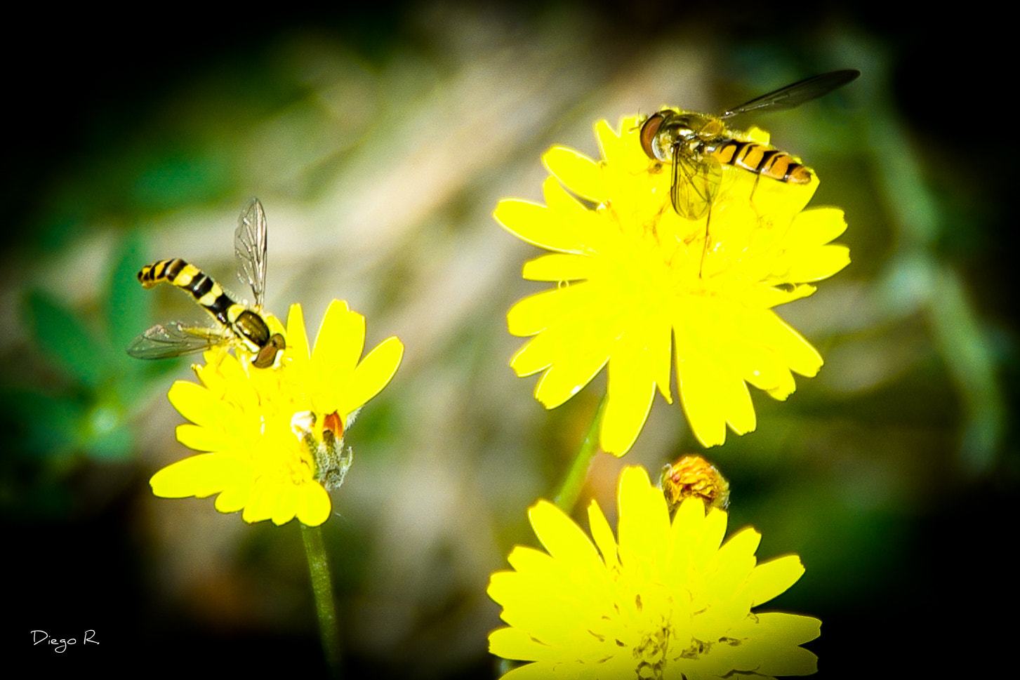 Pentax K200D sample photo. Polinizando photography