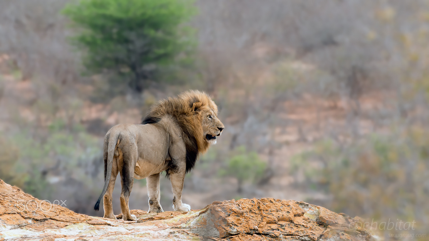 Nikon AF-S Nikkor 200-400mm F4G ED-IF VR sample photo. 'my piece of africa' photography