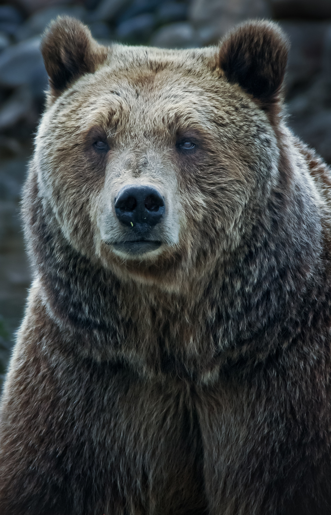 Nikon D70 sample photo. Grizzly bear photography