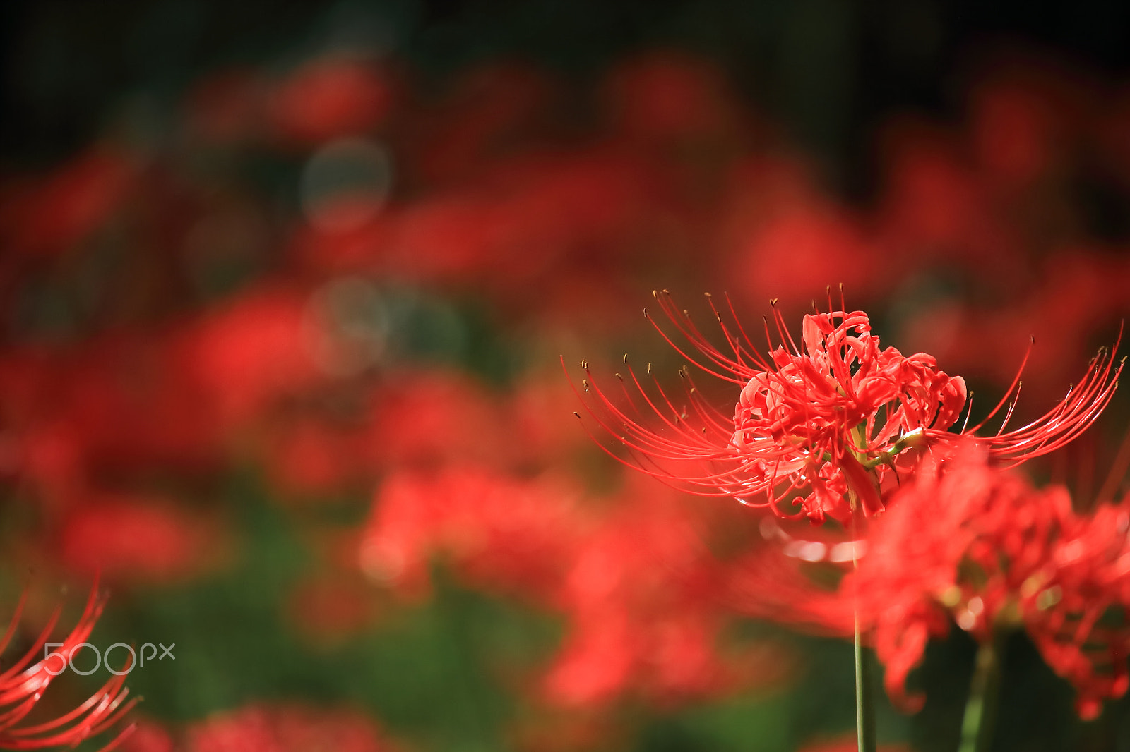 Canon EOS 700D (EOS Rebel T5i / EOS Kiss X7i) sample photo. Red spider lily photography