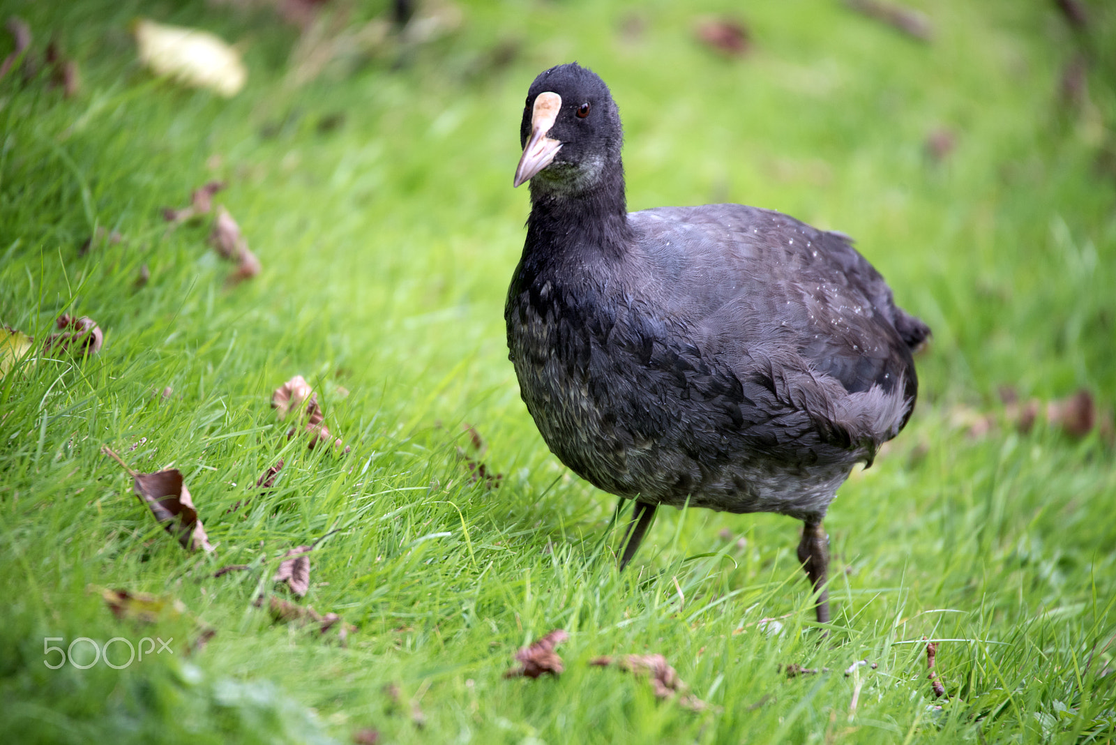 Nikon D750 sample photo. 150913 bläßhuhn (2) b photography