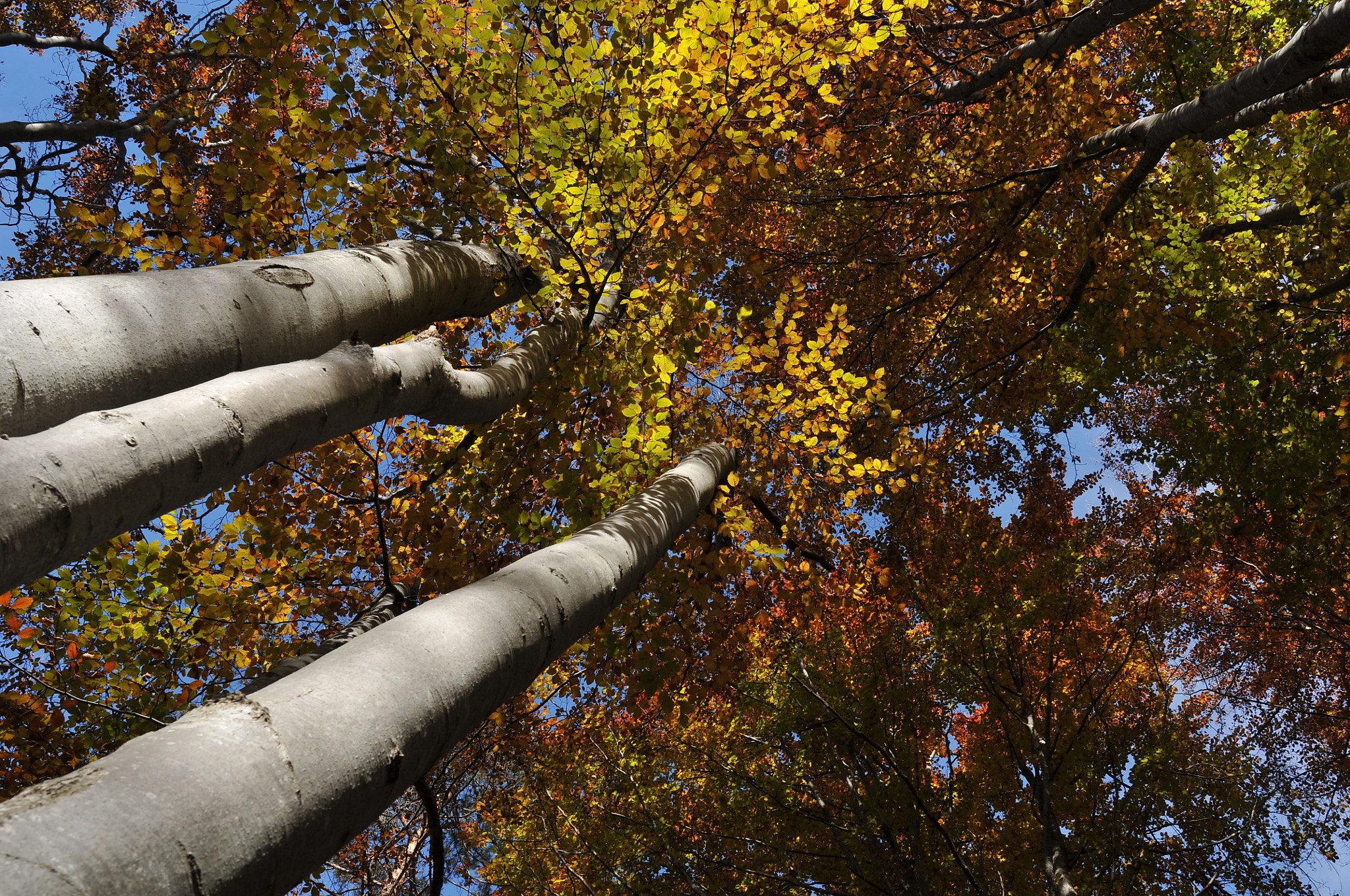 Nikon D300 sample photo. Bosco d'autunno photography