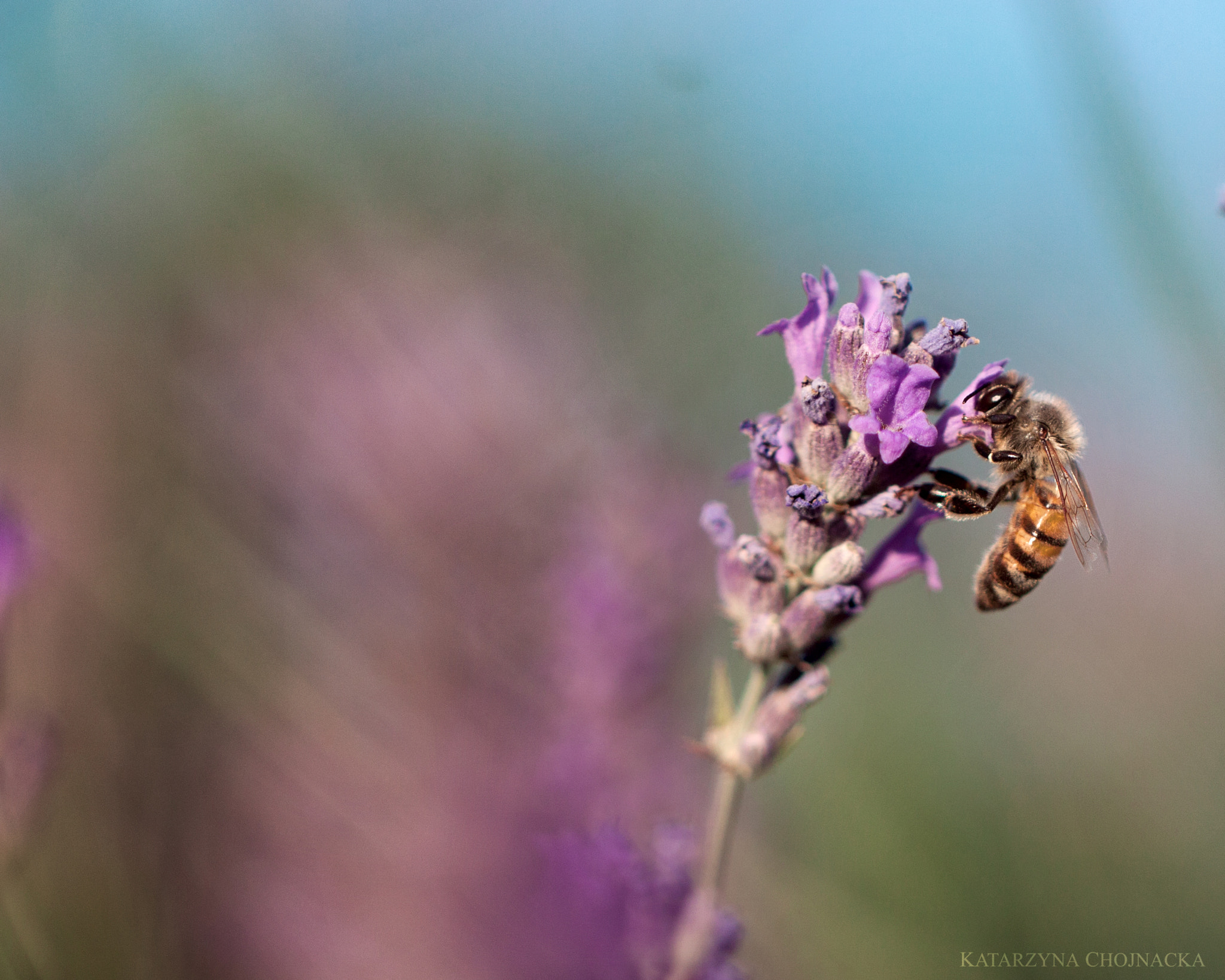 Canon EF 100mm F2.8L Macro IS USM sample photo. Lavender dreams photography