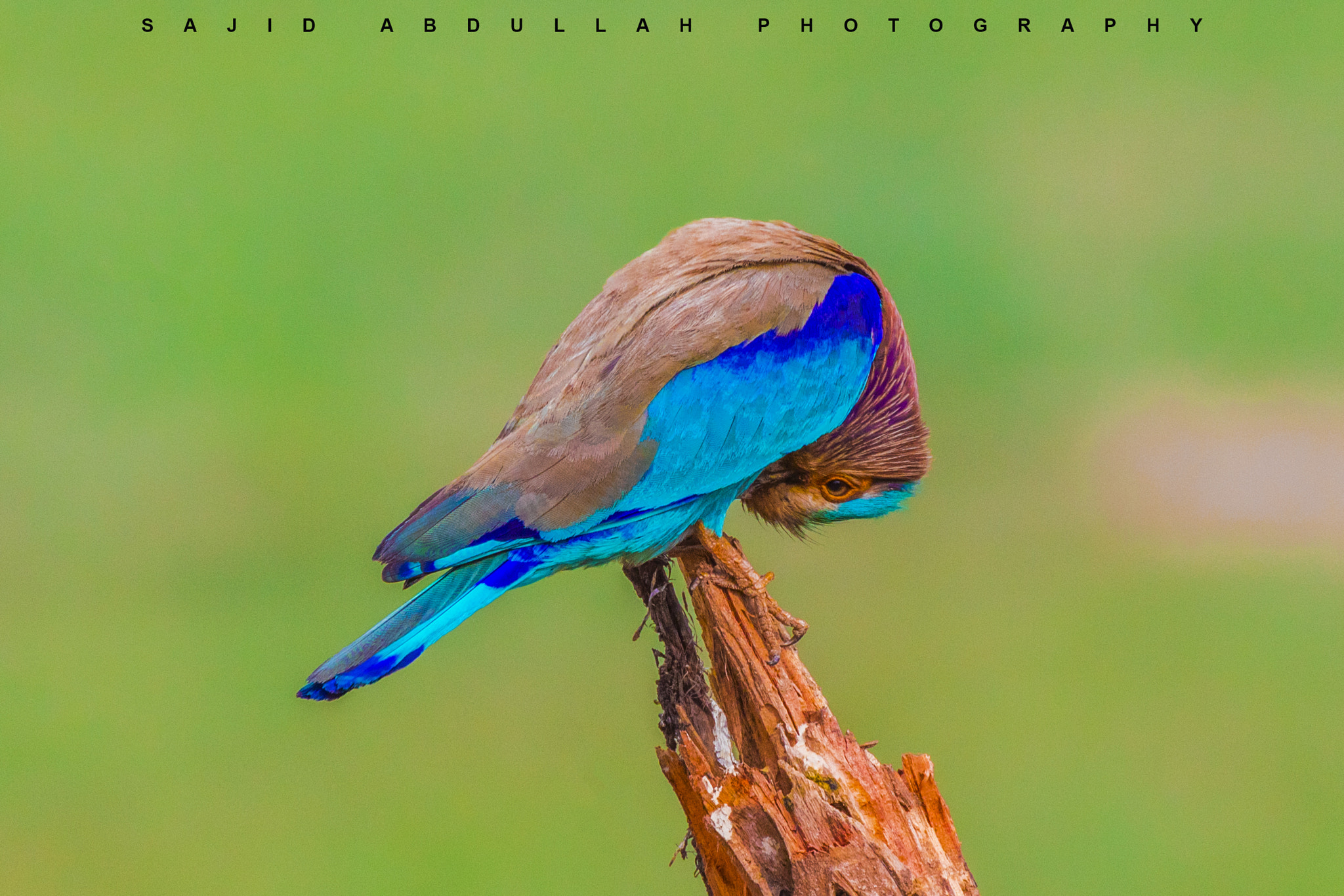 Canon EOS 5DS R + Canon EF 100-400mm F4.5-5.6L IS II USM sample photo. Indian roller in action! photography