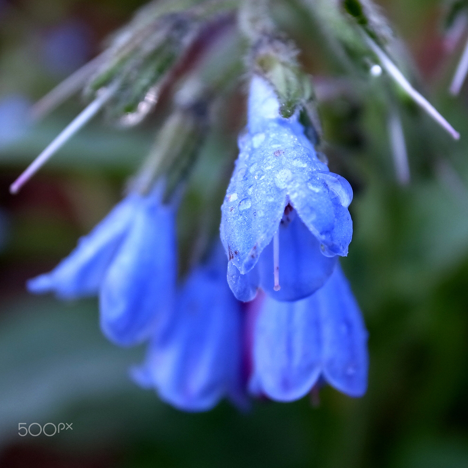 Ricoh GR DIGITAL 4 sample photo. Dew soaked flower photography