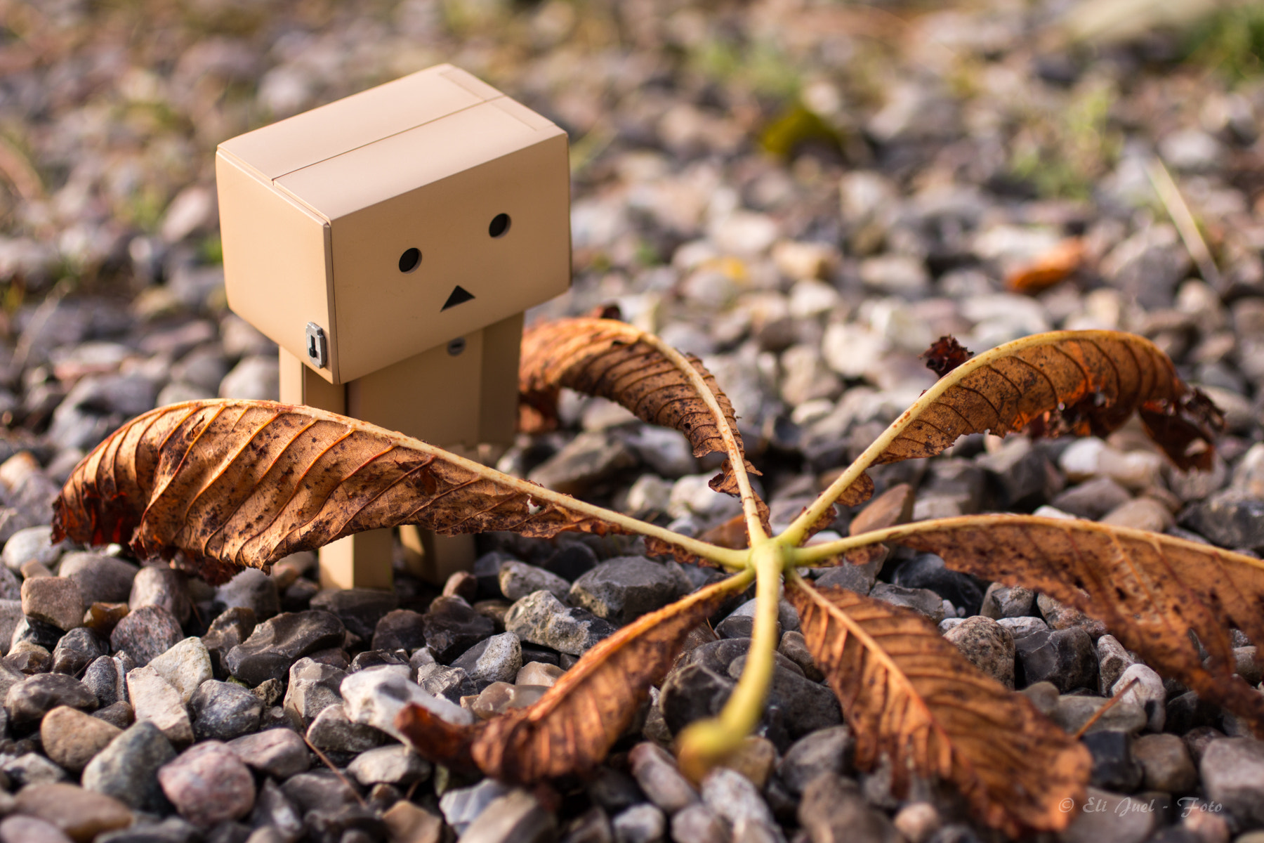 Canon EOS 70D + Canon EF 50mm F2.5 Macro sample photo. Danbo in autum photography