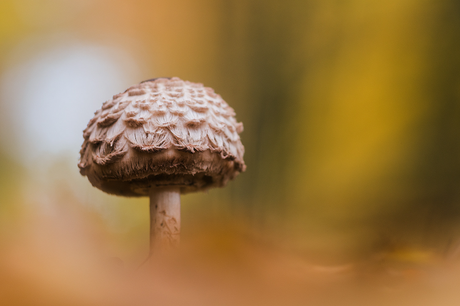 Sigma 150mm F2.8 EX DG Macro HSM sample photo. Along the way photography