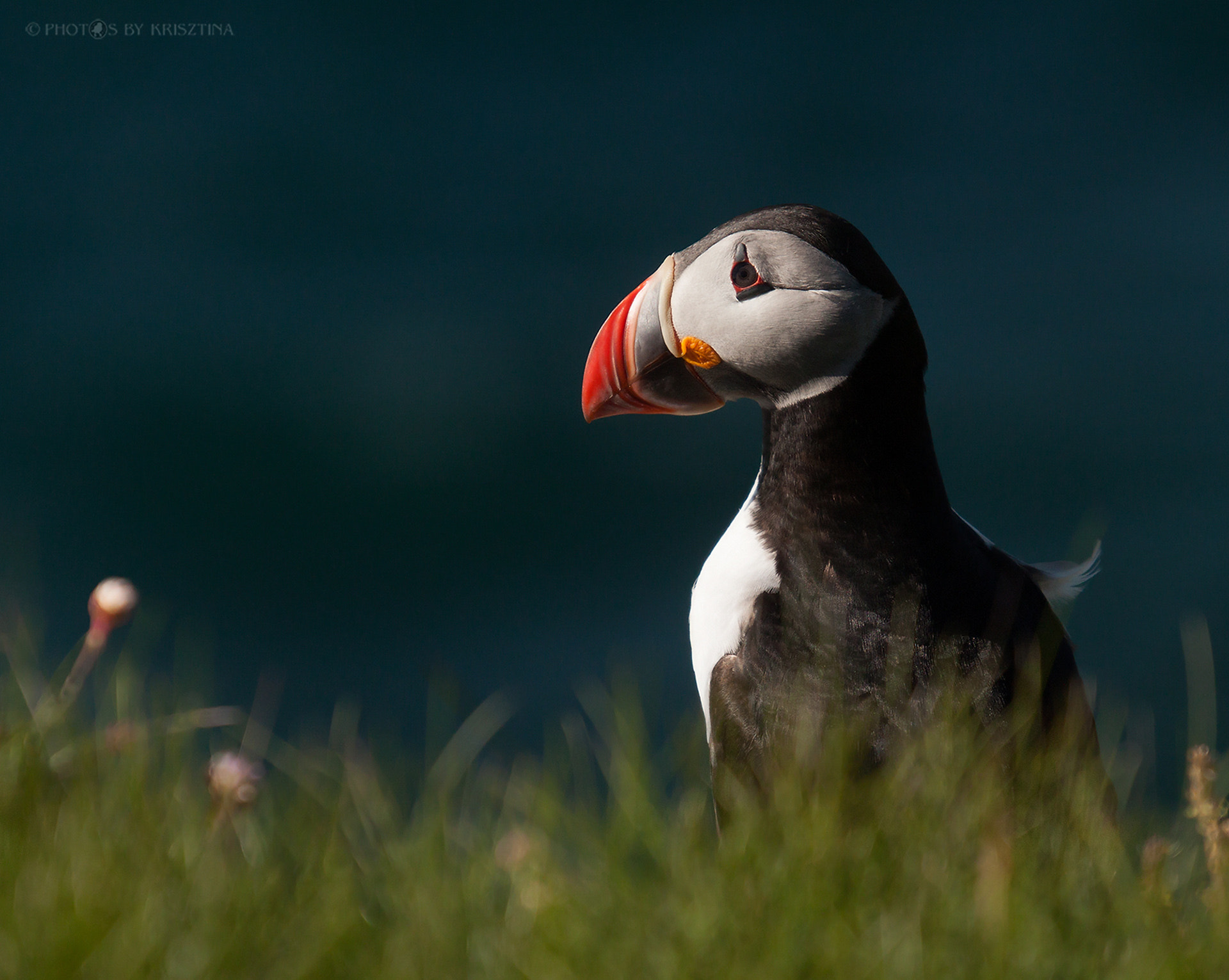 Sigma 50-500mm f/4-6.3 APO HSM EX sample photo. Atlantic puffin photography