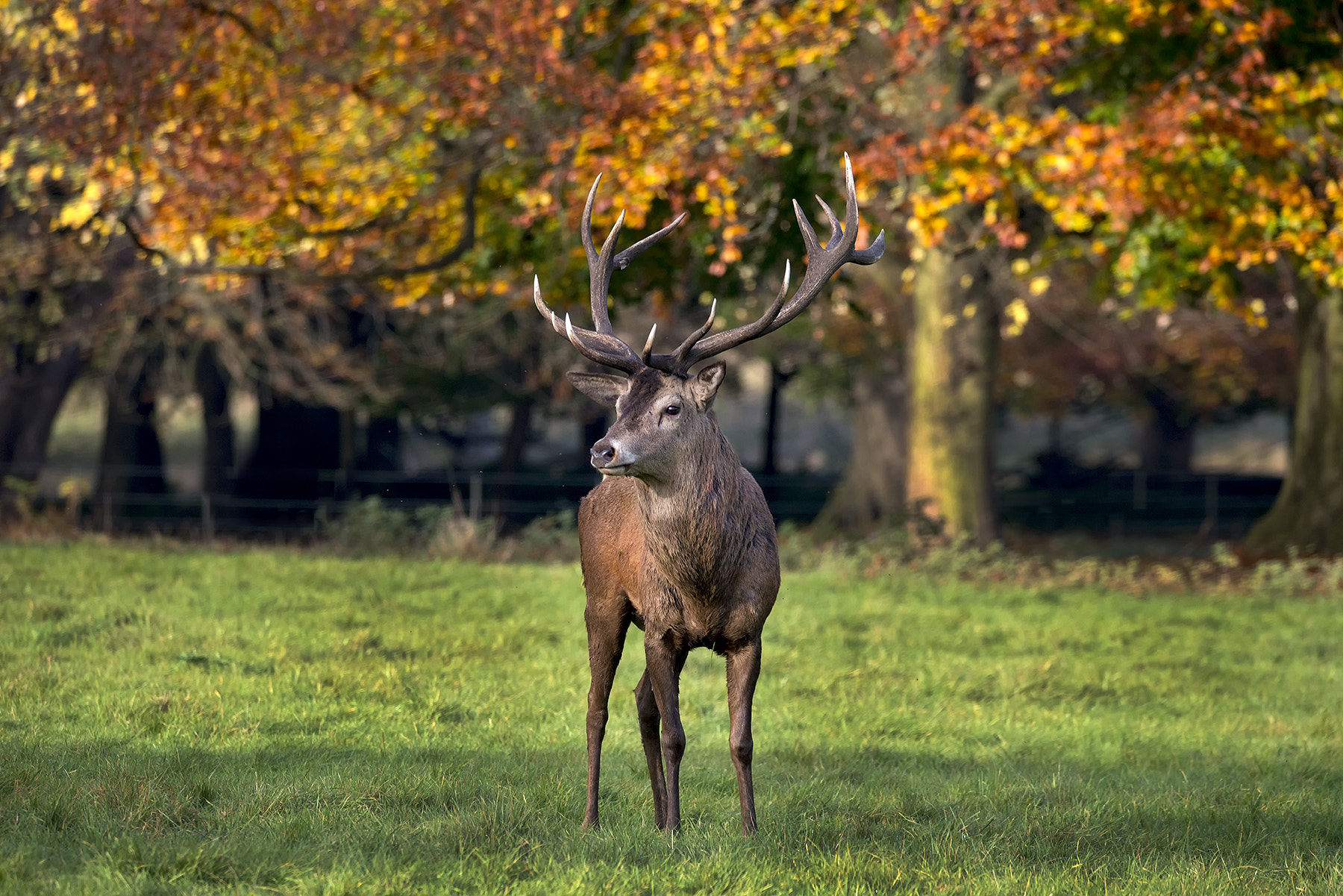 Sigma 150-600mm F5-6.3 DG OS HSM | C sample photo. Stag woolaton park gg photography
