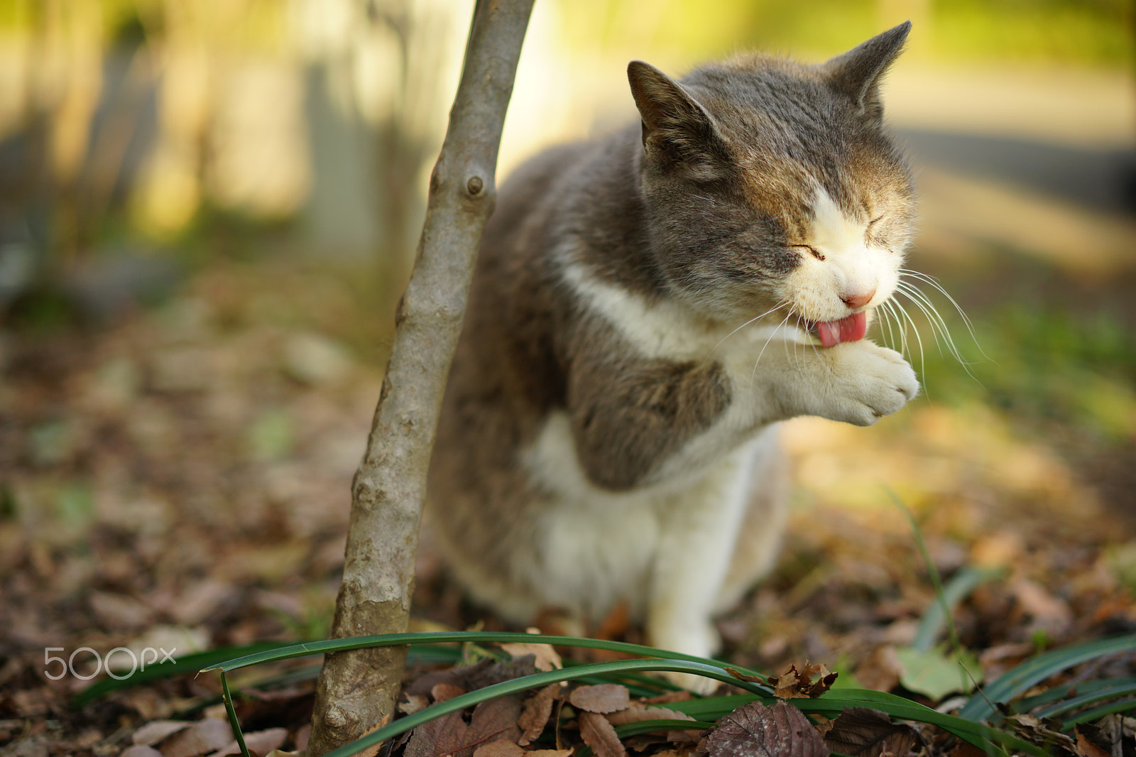 Sony a7 + Sony Sonnar T* FE 55mm F1.8 ZA sample photo. Grooming photography