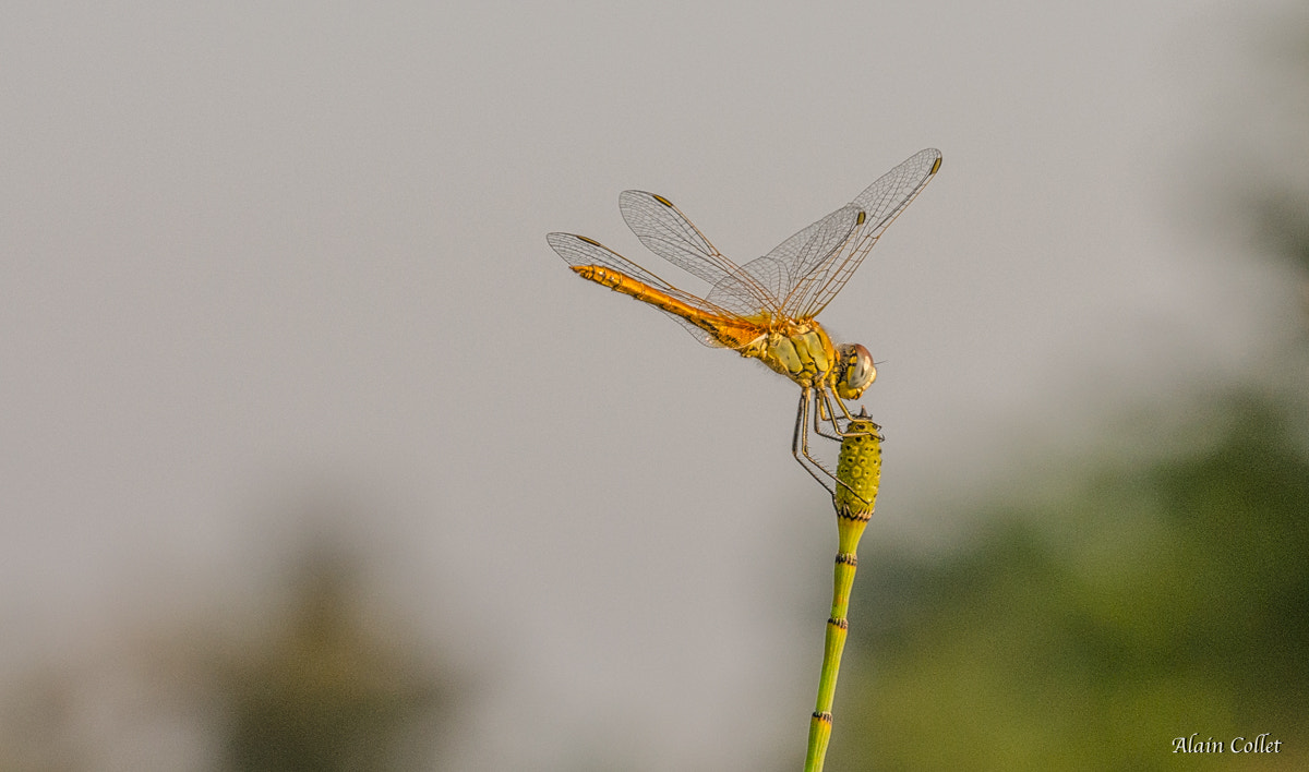 Nikon D7000 + Sigma 150mm F2.8 EX DG OS Macro HSM sample photo. Libellule photography