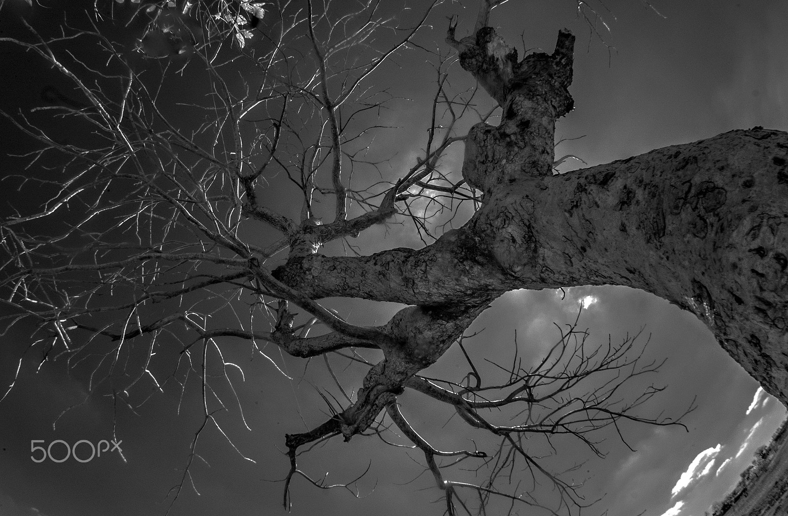 Nikon AF DX Fisheye-Nikkor 10.5mm F2.8G ED sample photo. Halloween hideout...! photography