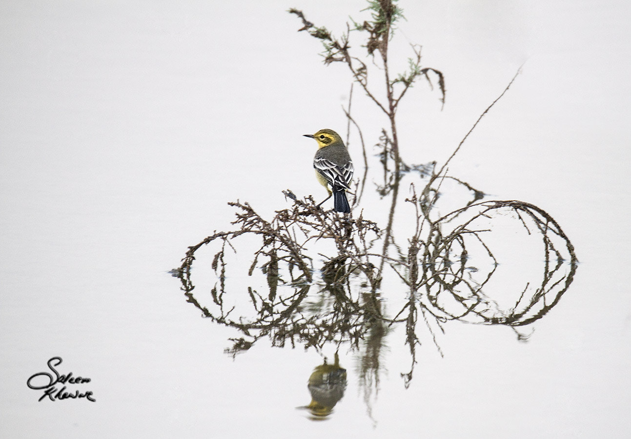 Sigma 150-600mm F5-6.3 DG OS HSM | C sample photo. Small bird 10 photography
