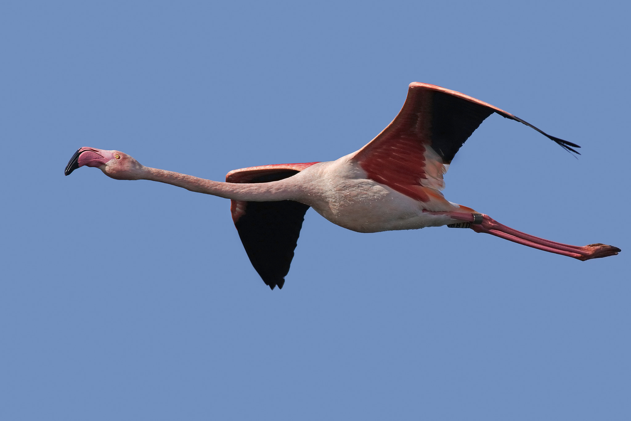 Canon EF 500mm f/4.5L sample photo. The flight of pinf flamingo photography