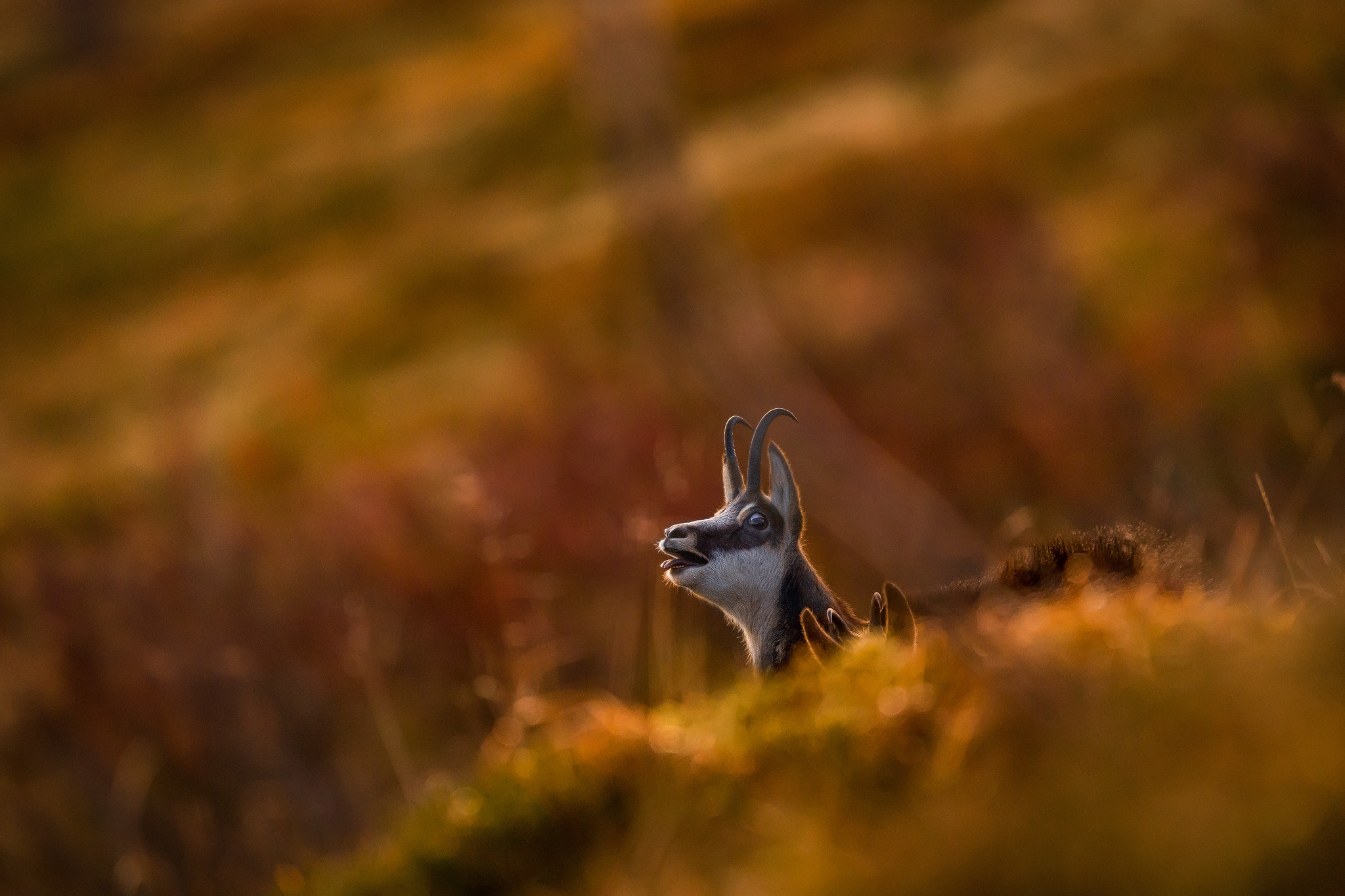 Canon EF 400mm F2.8L IS II USM sample photo. Rutting season photography