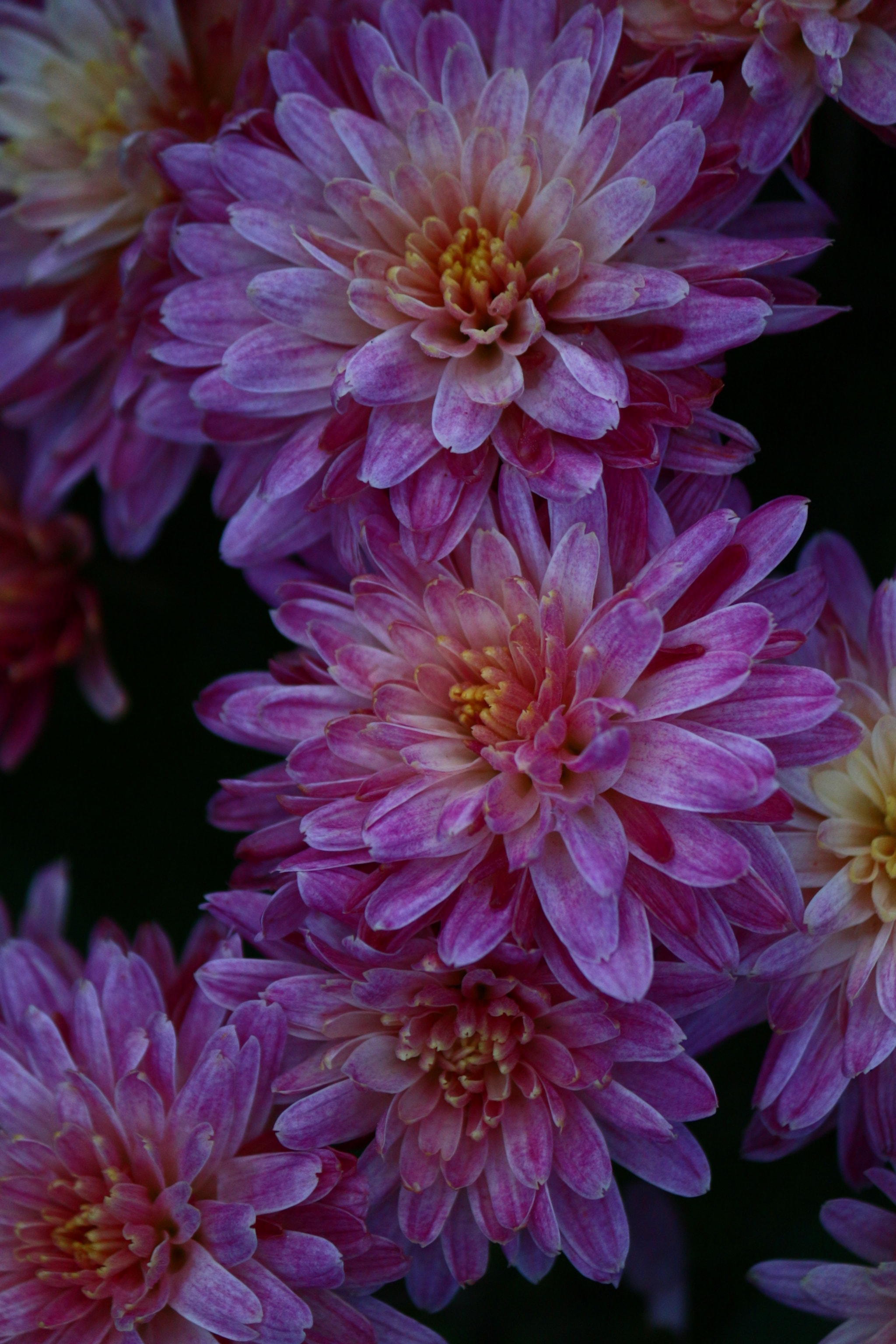 Canon EF-S 55-250mm F4-5.6 IS II sample photo. Chrysanthemum photography