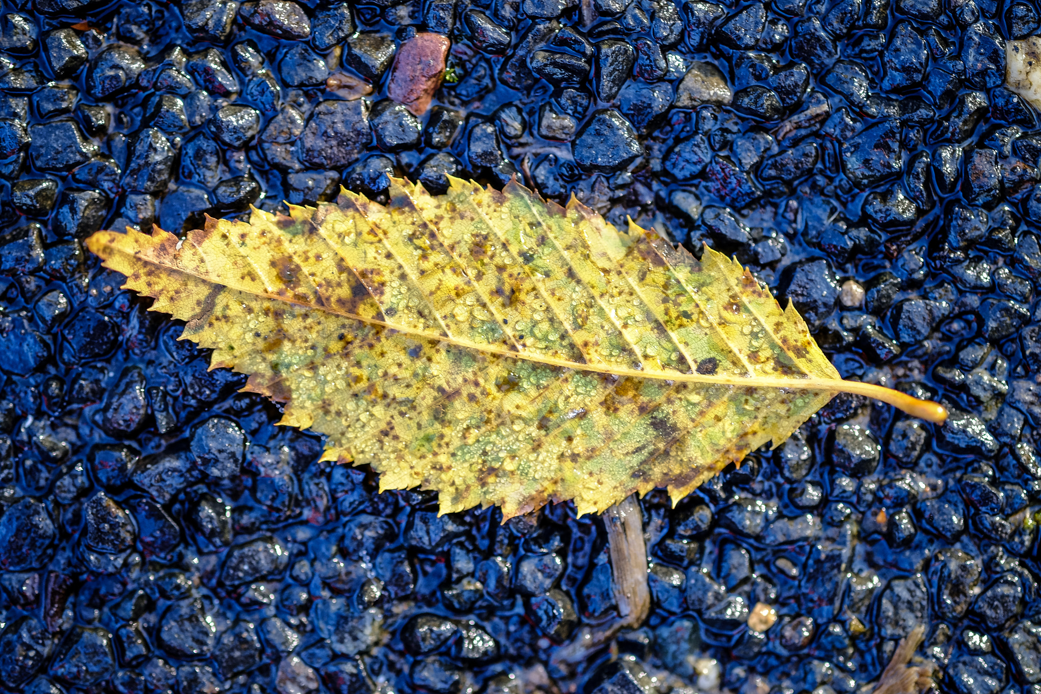 Fujifilm X-T1 + Fujifilm XF 60mm F2.4 R Macro sample photo. Wassertropfen auf dem blatt photography