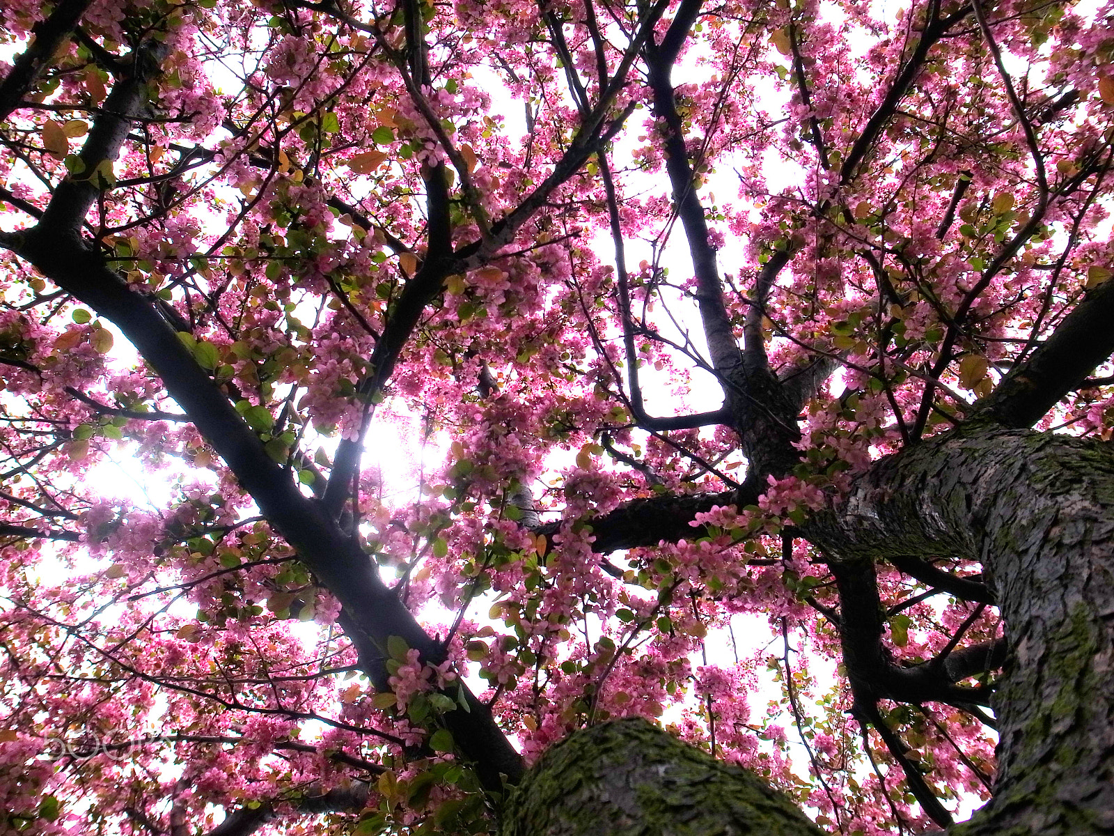 Ricoh GR DIGITAL 4 sample photo. Pink canopy photography