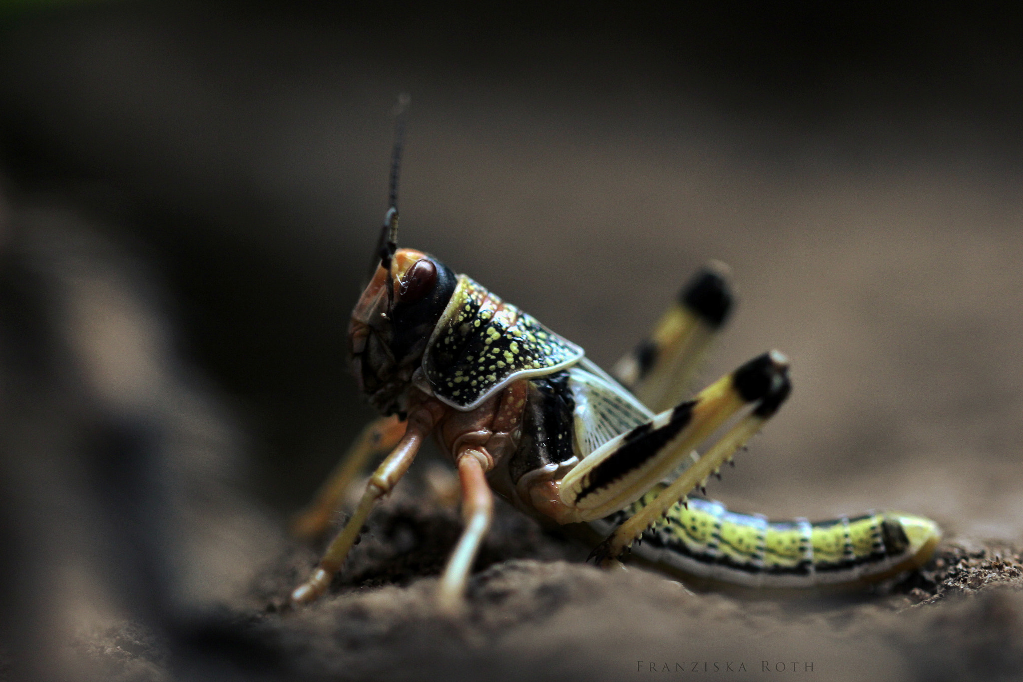 Sigma 105mm F2.8 EX DG OS HSM sample photo. Survive photography