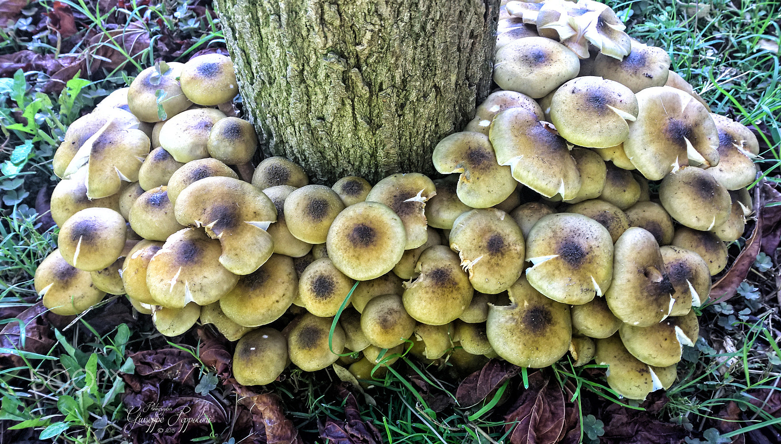 Nokia Lumia 1520 sample photo. Funghi photography
