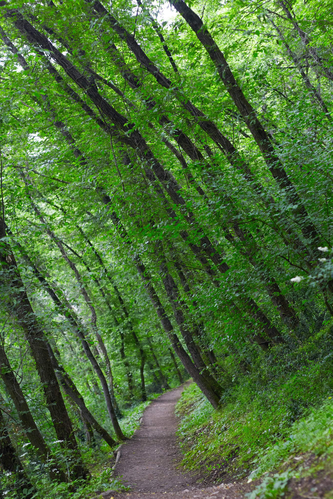 Canon EOS 700D (EOS Rebel T5i / EOS Kiss X7i) + Canon EF 50mm F1.8 II sample photo. Falling trees photography