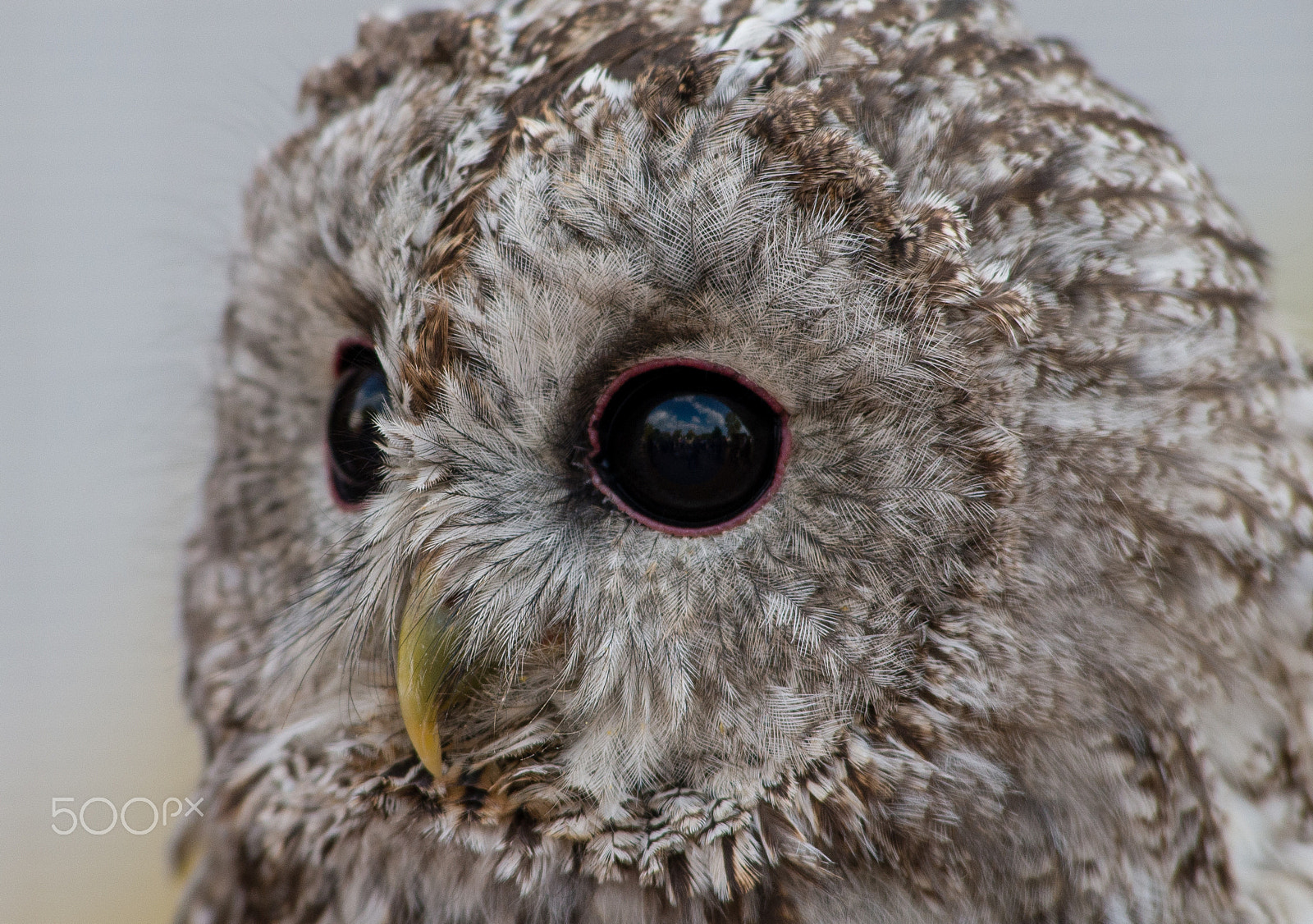 Nikon D610 sample photo. Owl photography