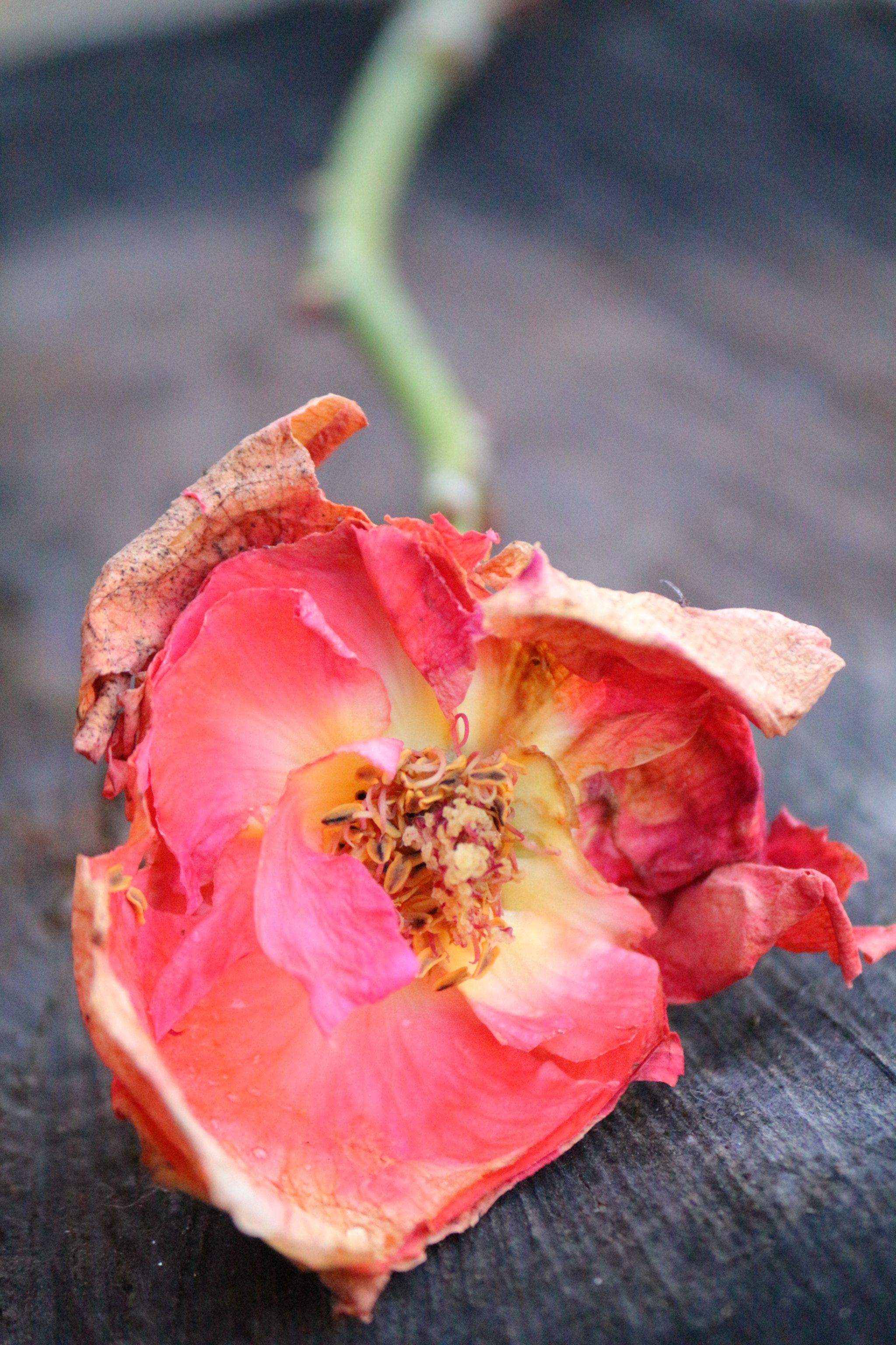 Canon EF-S 55-250mm F4-5.6 IS II sample photo. Vintage rose photography