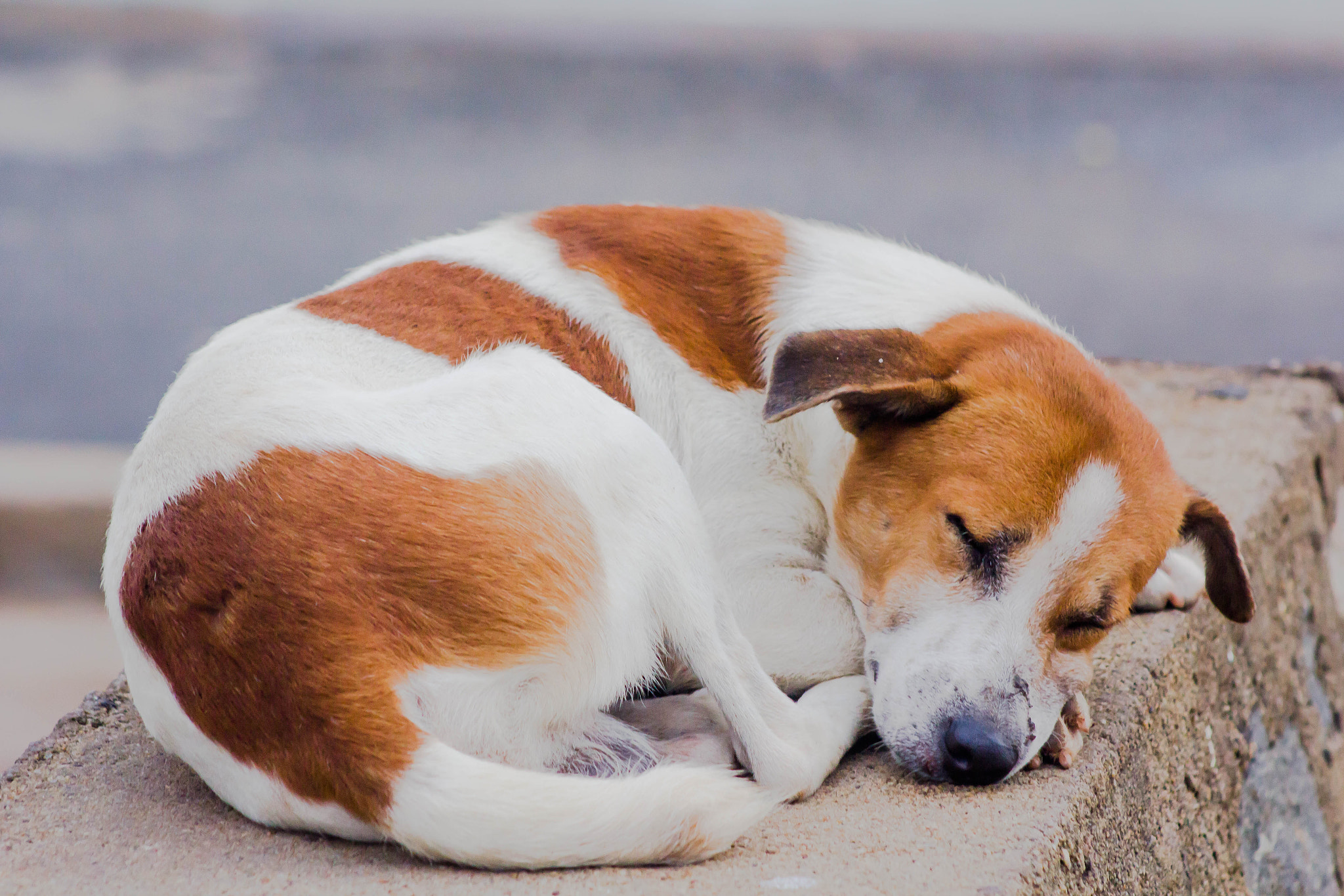 Canon EF 75-300mm f/4-5.6 USM sample photo. Dog photography