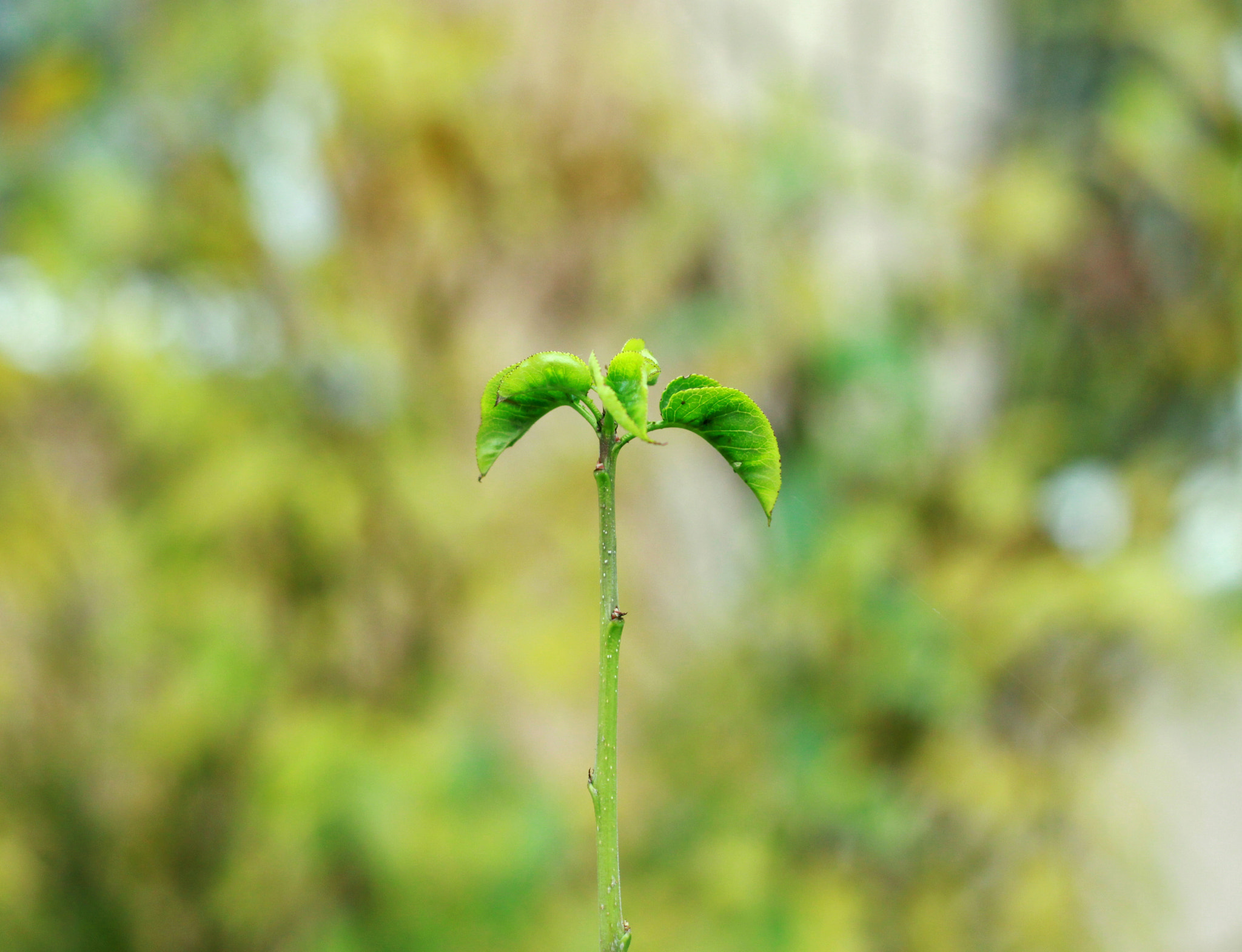 Canon EOS 500D (EOS Rebel T1i / EOS Kiss X3) sample photo. Leaf photography