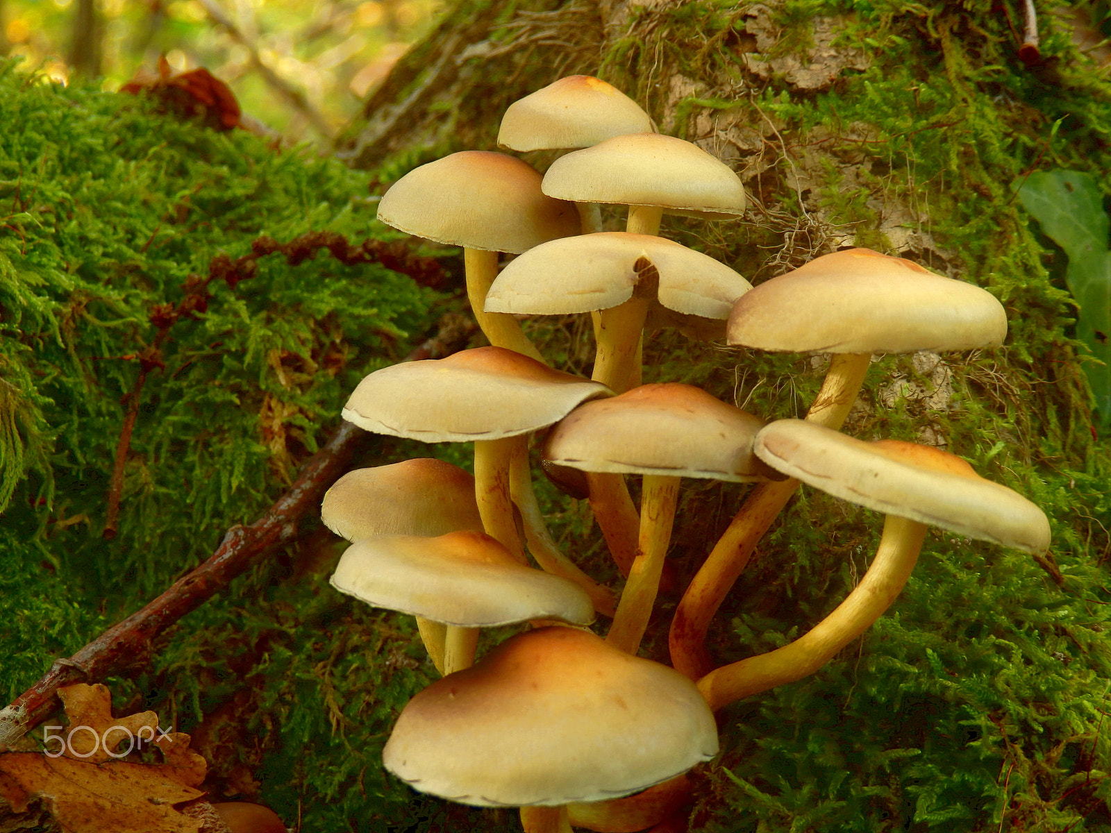 Olympus SZ-31MR sample photo. Hypholoma fasciculare photography