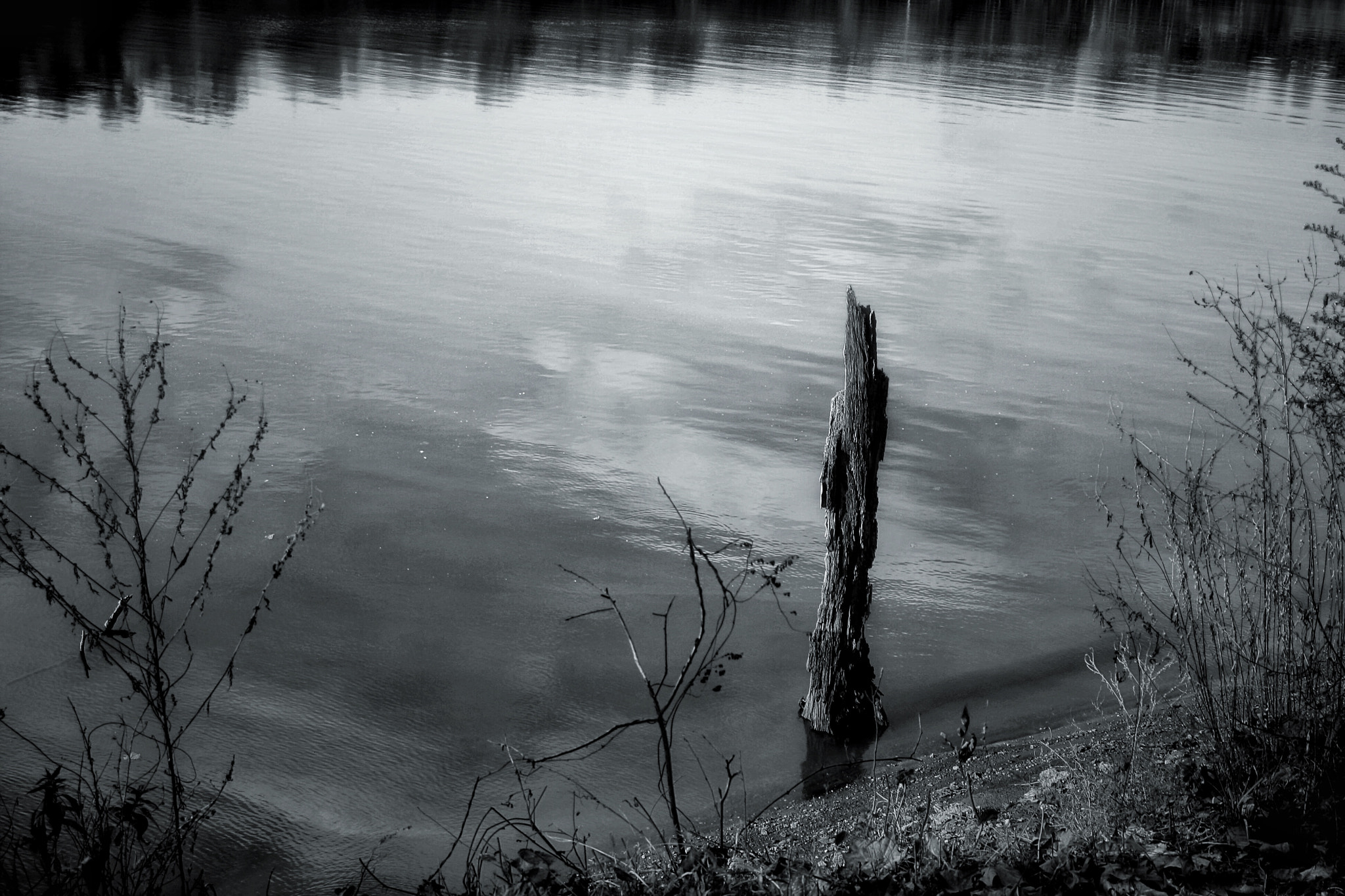 Tamron AF 28-200mm F3.8-5.6 XR Di Aspherical (IF) Macro sample photo. Old dead tree at waters edge photography