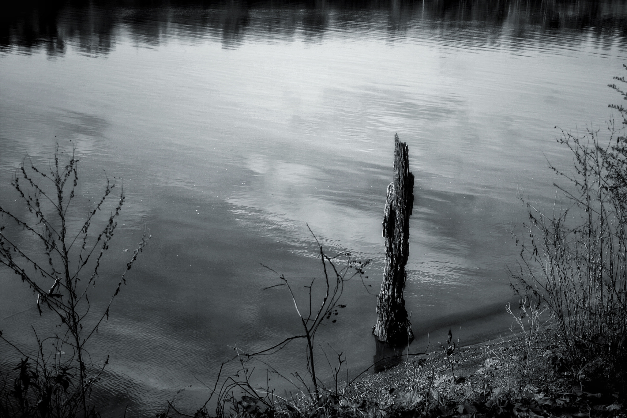 Canon EOS 1000D (EOS Digital Rebel XS / EOS Kiss F) + Tamron AF 28-200mm F3.8-5.6 XR Di Aspherical (IF) Macro sample photo. Old dead tree at waters edge photography