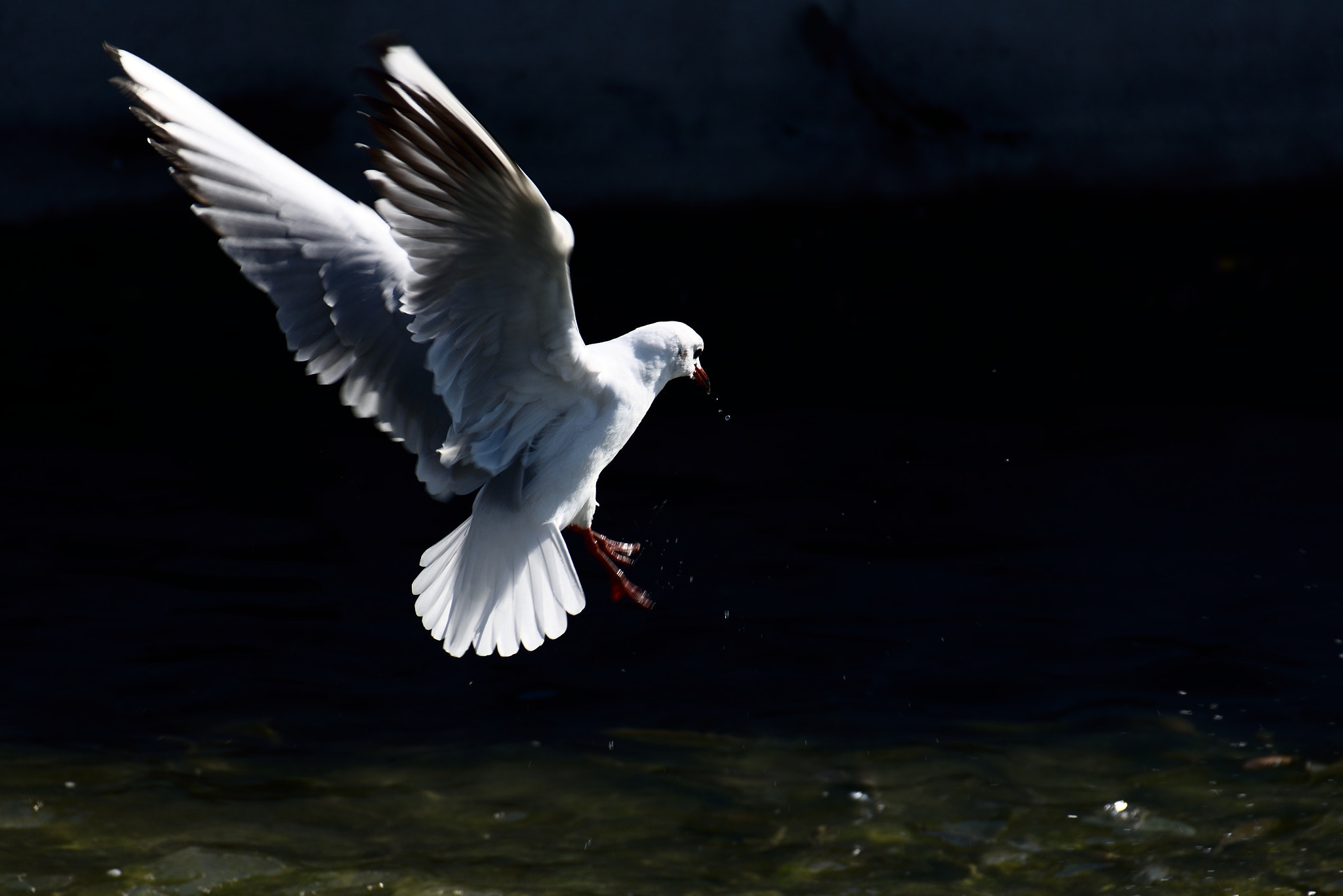 Sigma 18-250mm F3.5-6.3 DC Macro OS HSM sample photo. Seagull photography