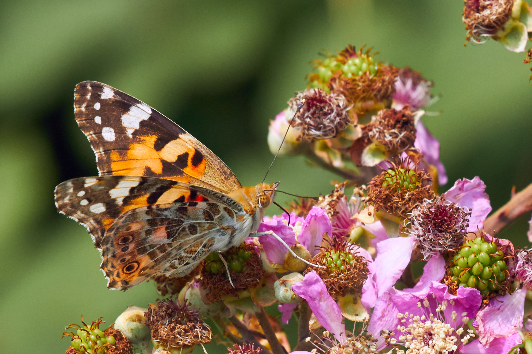 Canon EOS 700D (EOS Rebel T5i / EOS Kiss X7i) sample photo. Painted lady on flower photography