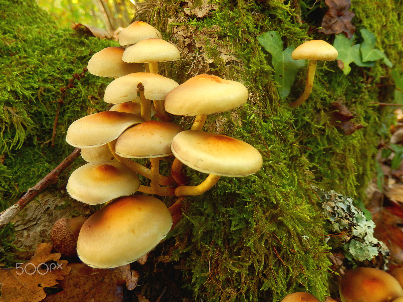 Olympus SZ-31MR sample photo. Hypholoma fasciculare photography